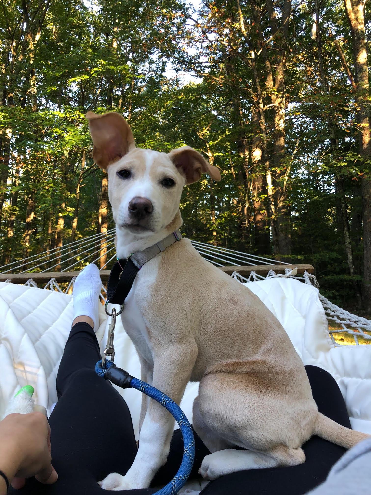 Enlarge Vanilla Swirl, a Adoptable mixed breed in Portland, ME image 4/6