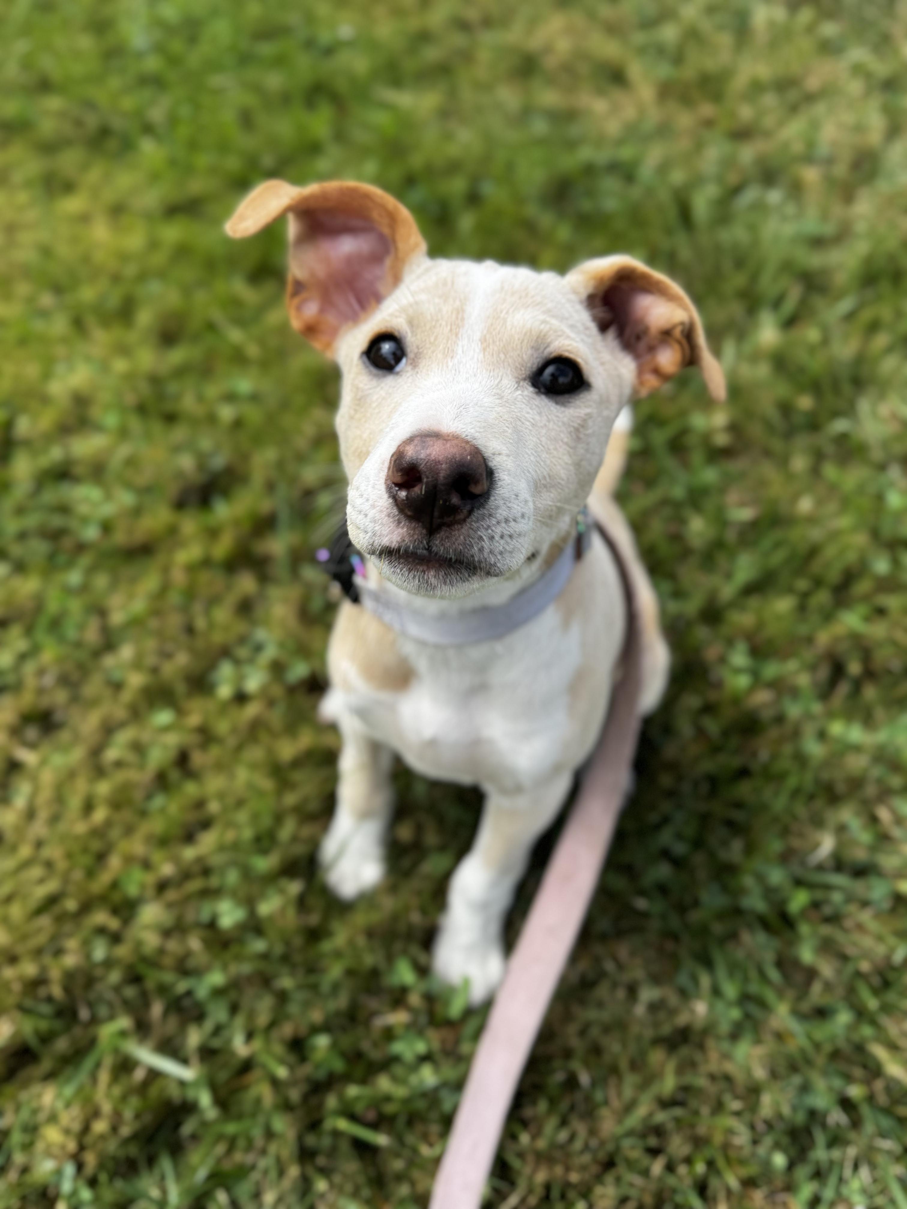 Vanilla Swirl, Adoptable, Puppy Female Labrador Retriever.