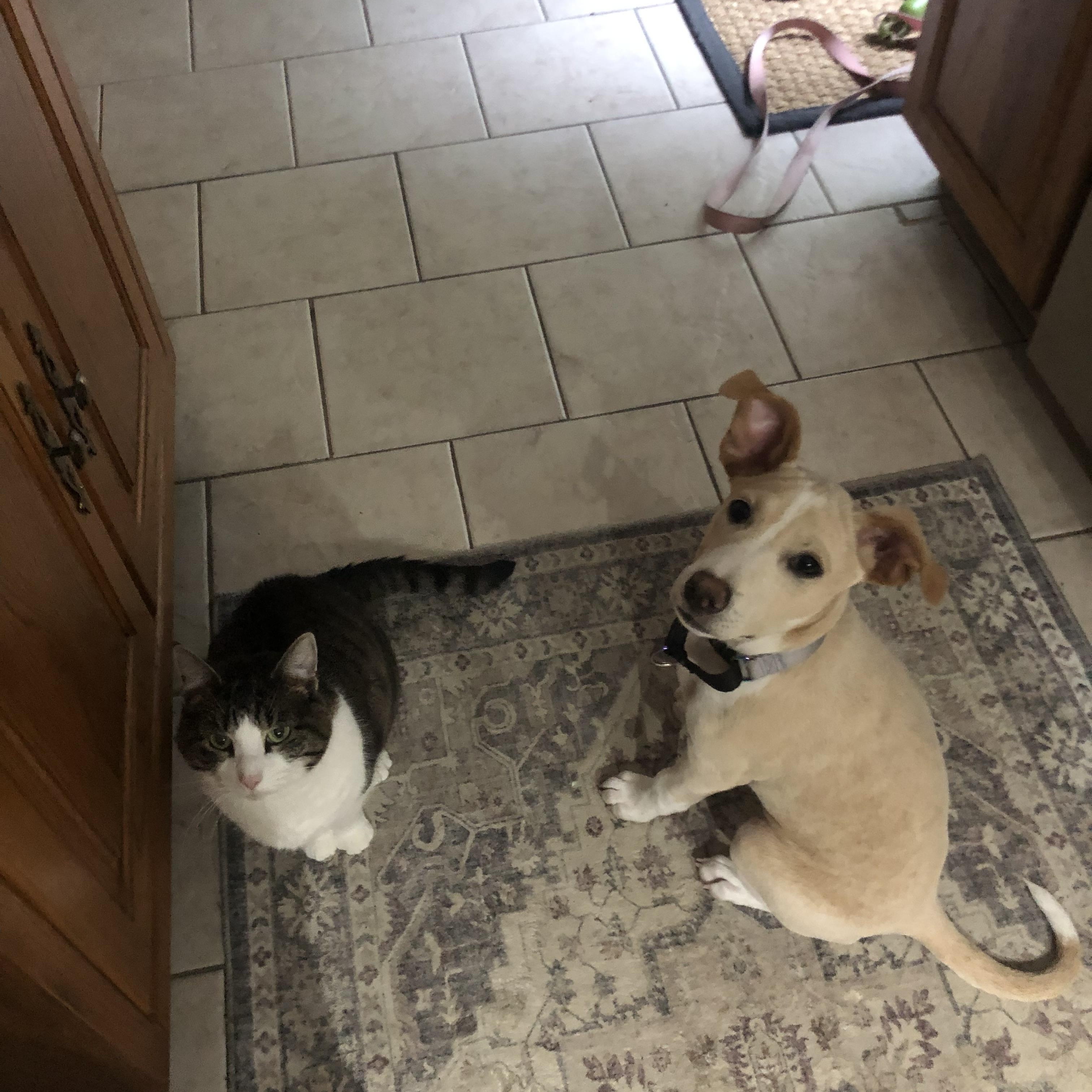 Enlarge Vanilla Swirl, a Adoptable mixed breed in Portland, ME image 5/6