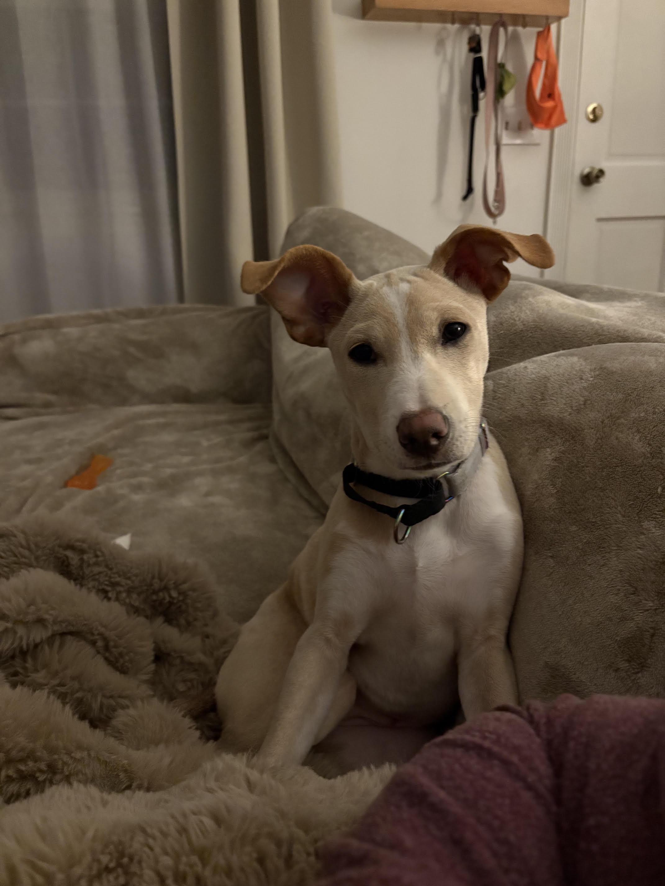 Enlarge Vanilla Swirl, a Adoptable mixed breed in Portland, ME image 2/6