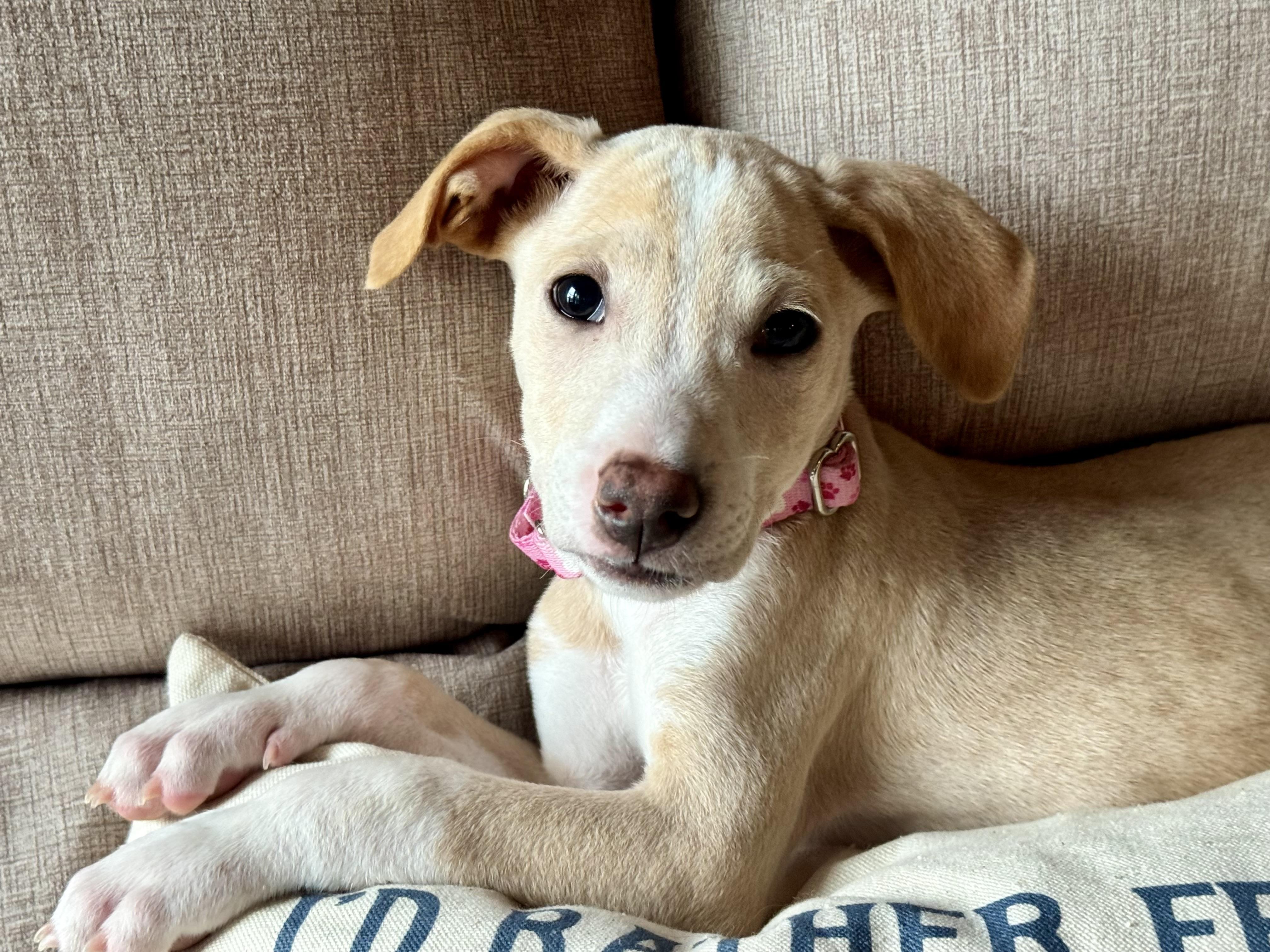 Enlarge Vanilla Swirl, a Adoptable mixed breed in Portland, ME image 6/6