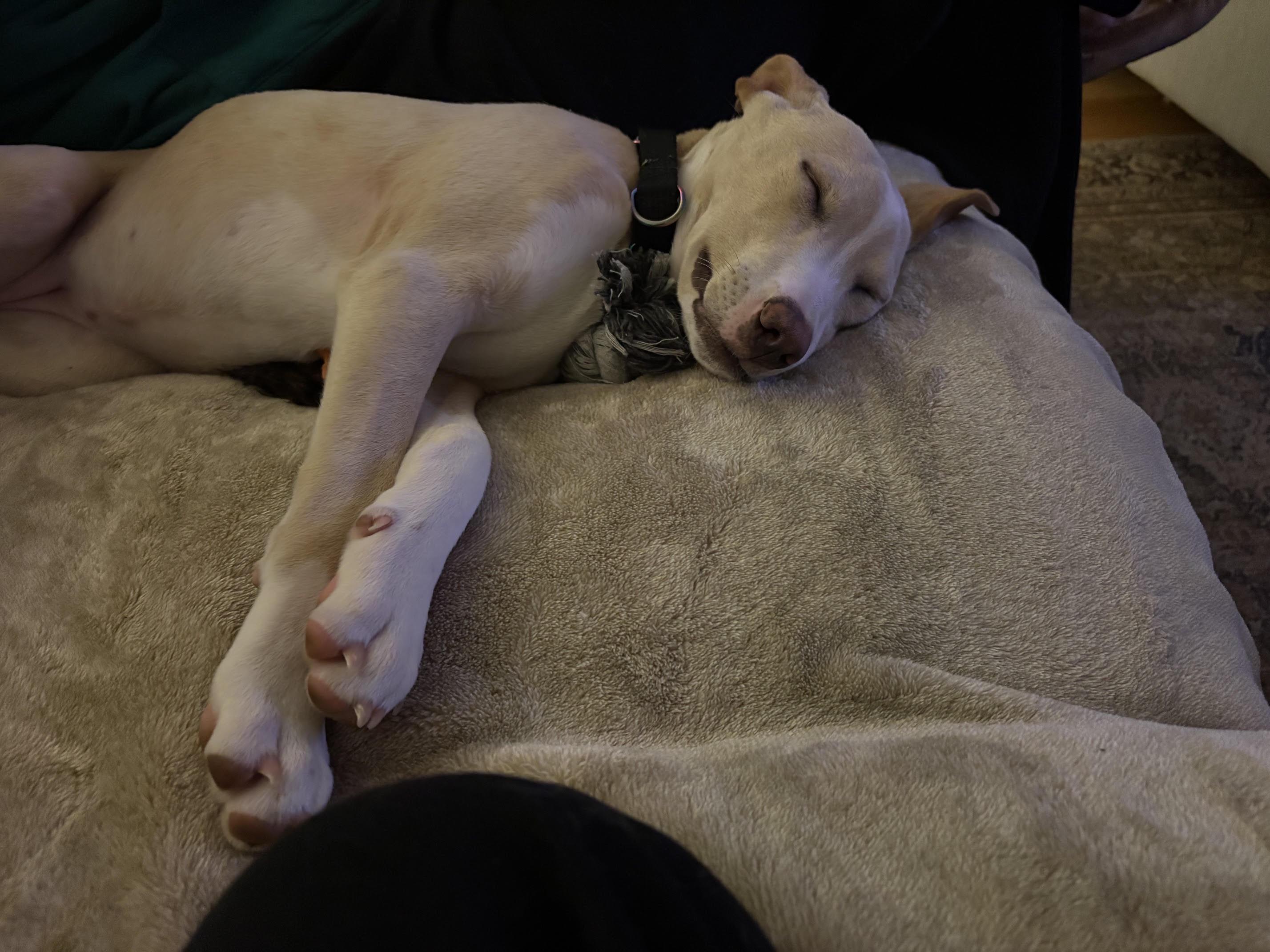 Enlarge Vanilla Swirl, a Adoptable mixed breed in Portland, ME image 3/6