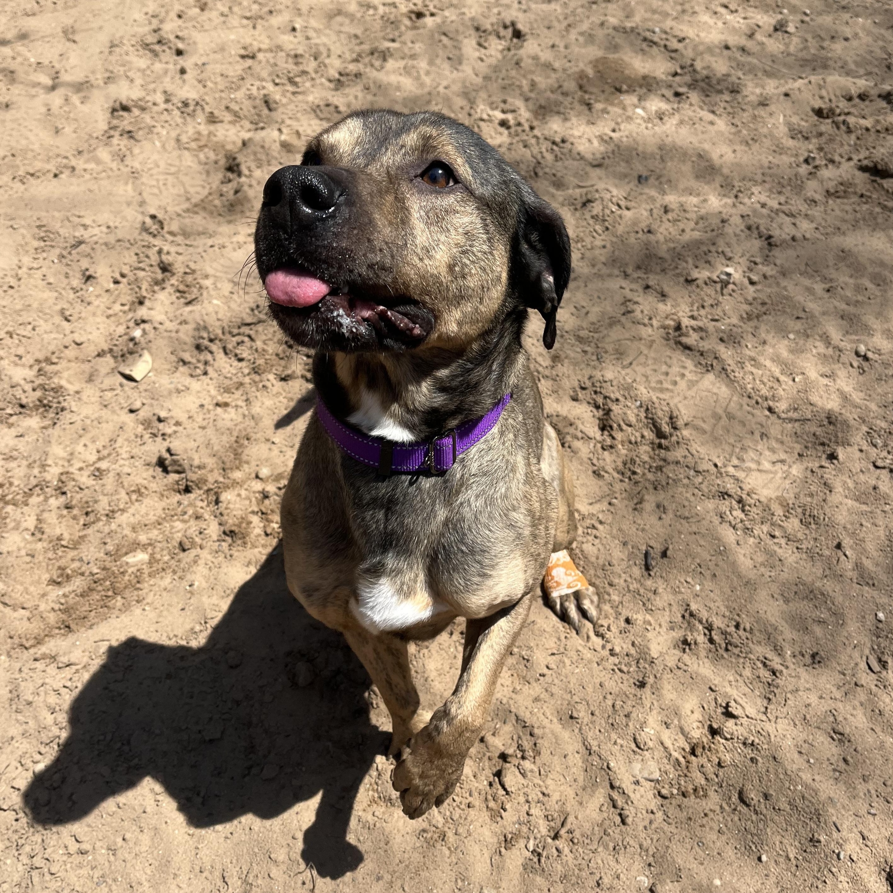Enlarge Moki, a Adoptable mixed breed in Manistique, MI image 2/3