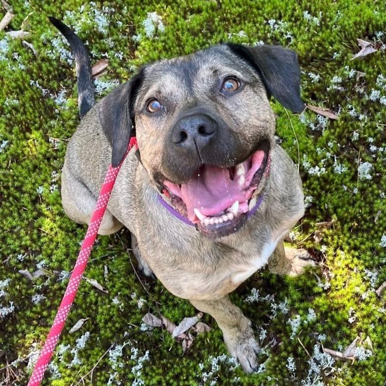 Moki, Adoptable, Adult Male Boxer.