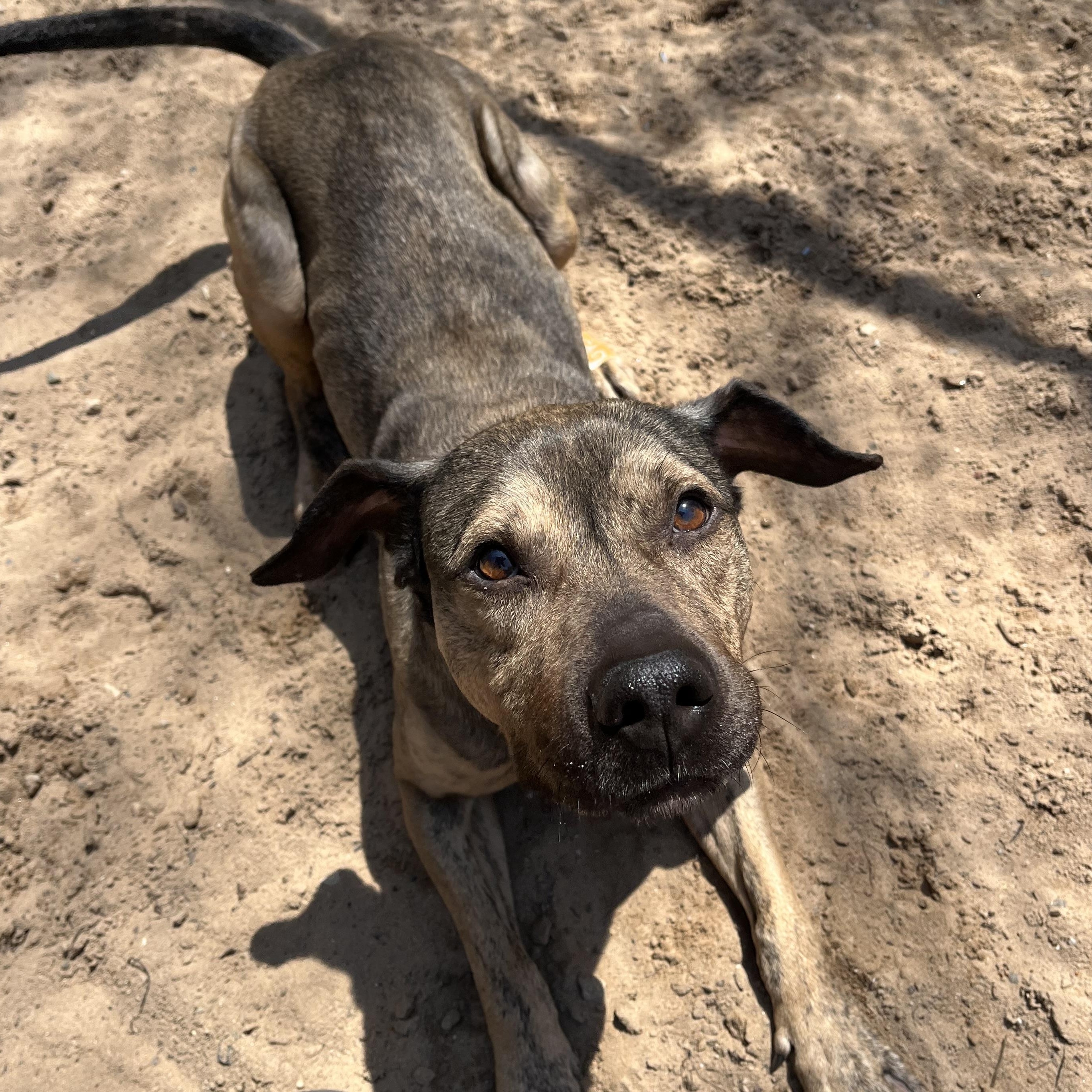 Enlarge Moki, a Adoptable mixed breed in Manistique, MI image 3/3