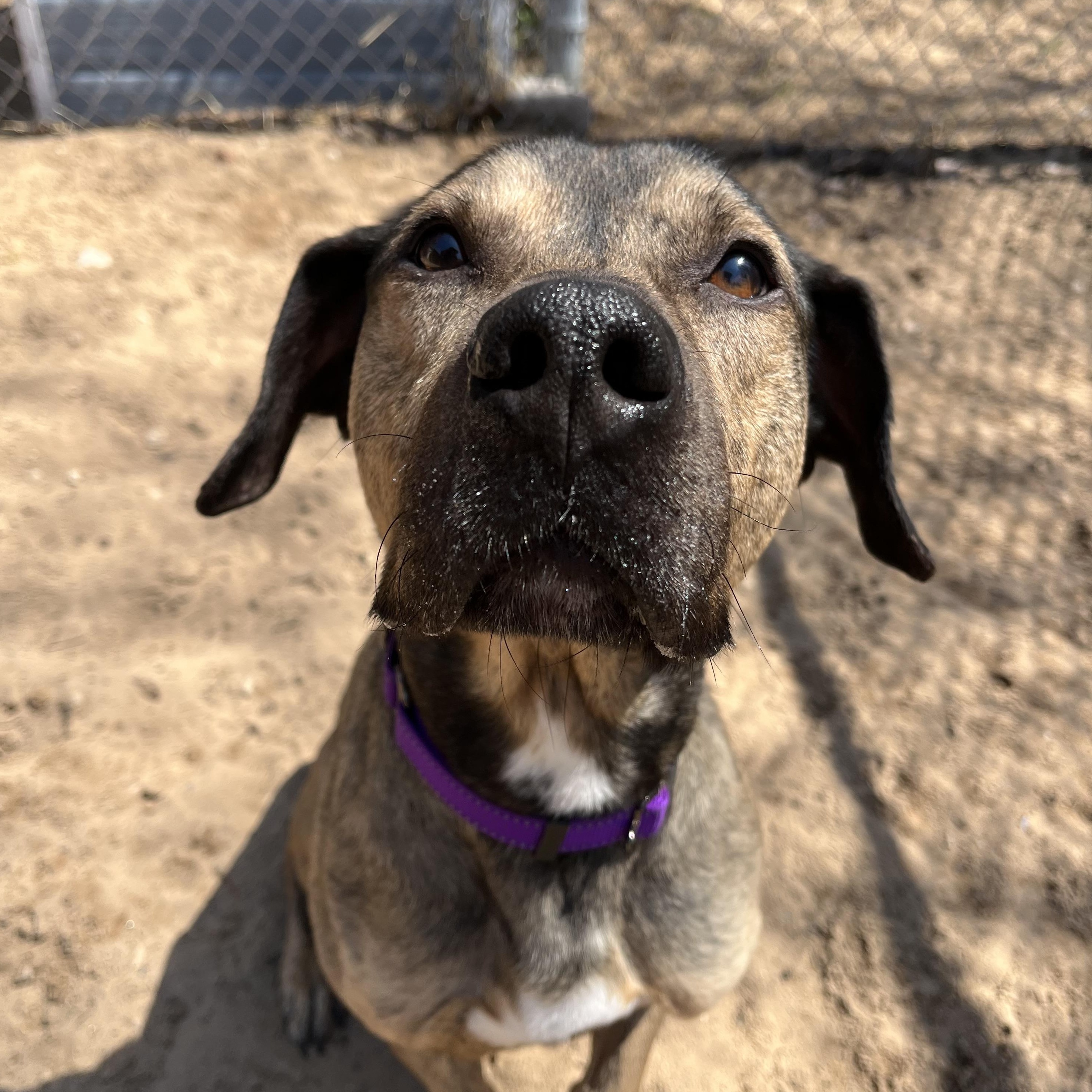 Moki, Adoptable, Adult Male Boxer.