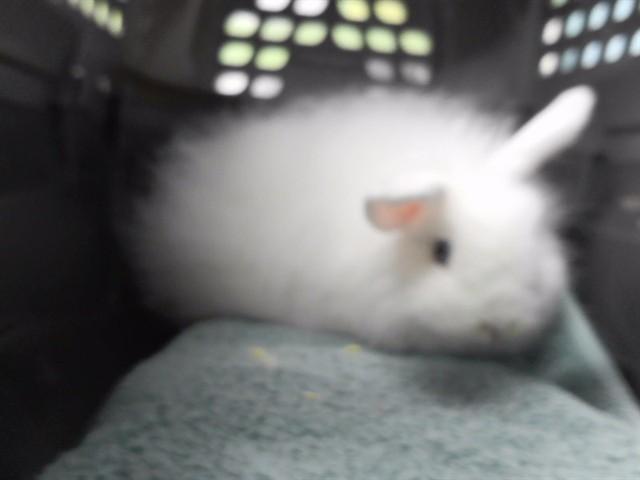 Enlarge WHITEOUT, a Adoptable Bunny Rabbit in Omaha, NE image 1/1