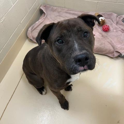 Peanut Butter, Adoptable, Adult Male Mixed Breed.