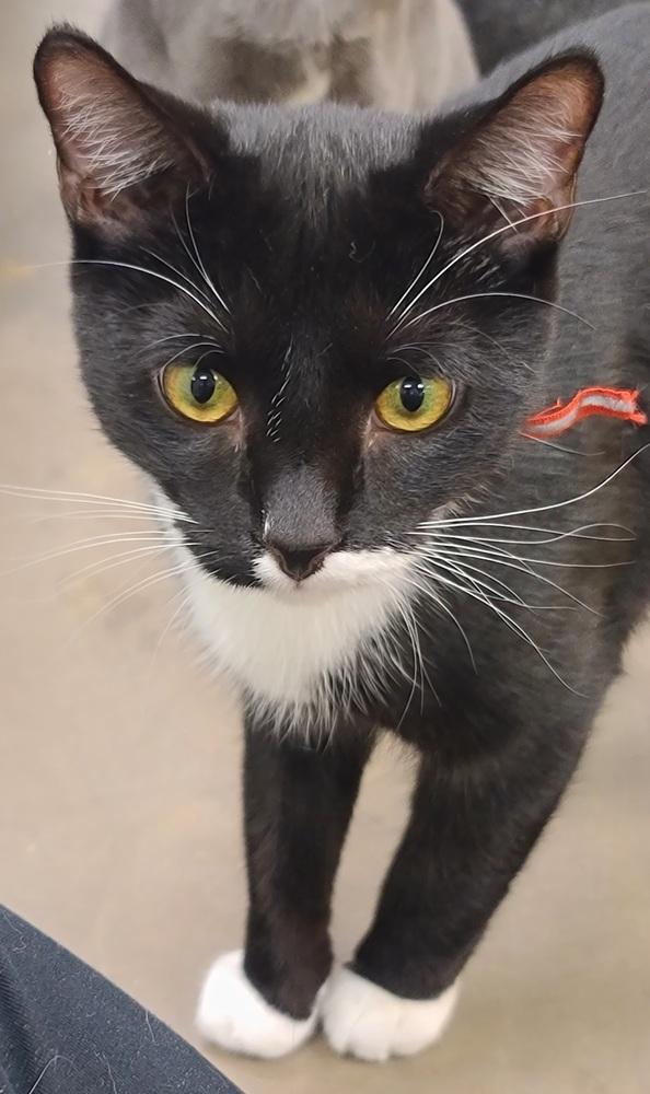 Enlarge Sprinkles (goes w/ Jimmies), a Adoptable Domestic Short Hair in Cary, NC image 1/3