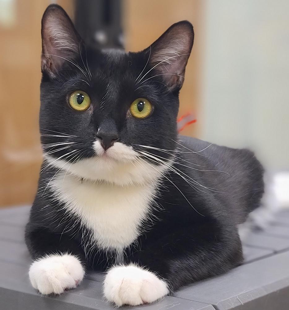 Enlarge Sprinkles (goes w/ Jimmies), a Adoptable Domestic Short Hair in Cary, NC image 2/3
