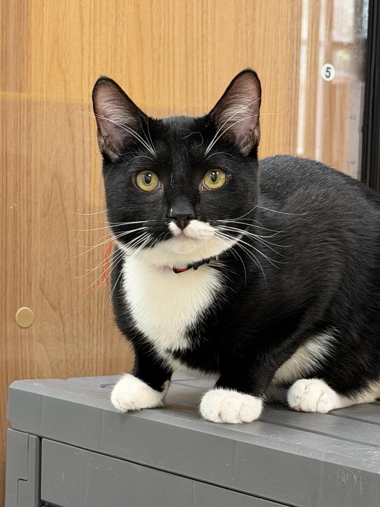 Sprinkles (kitten), Adoptable, Kitten Female Domestic Short Hair.