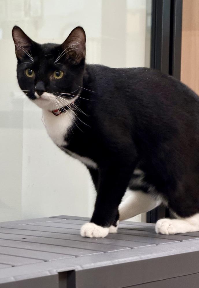 Enlarge Sprinkles (kitten), a Adoptable Domestic Short Hair in Cary, NC image 2/2