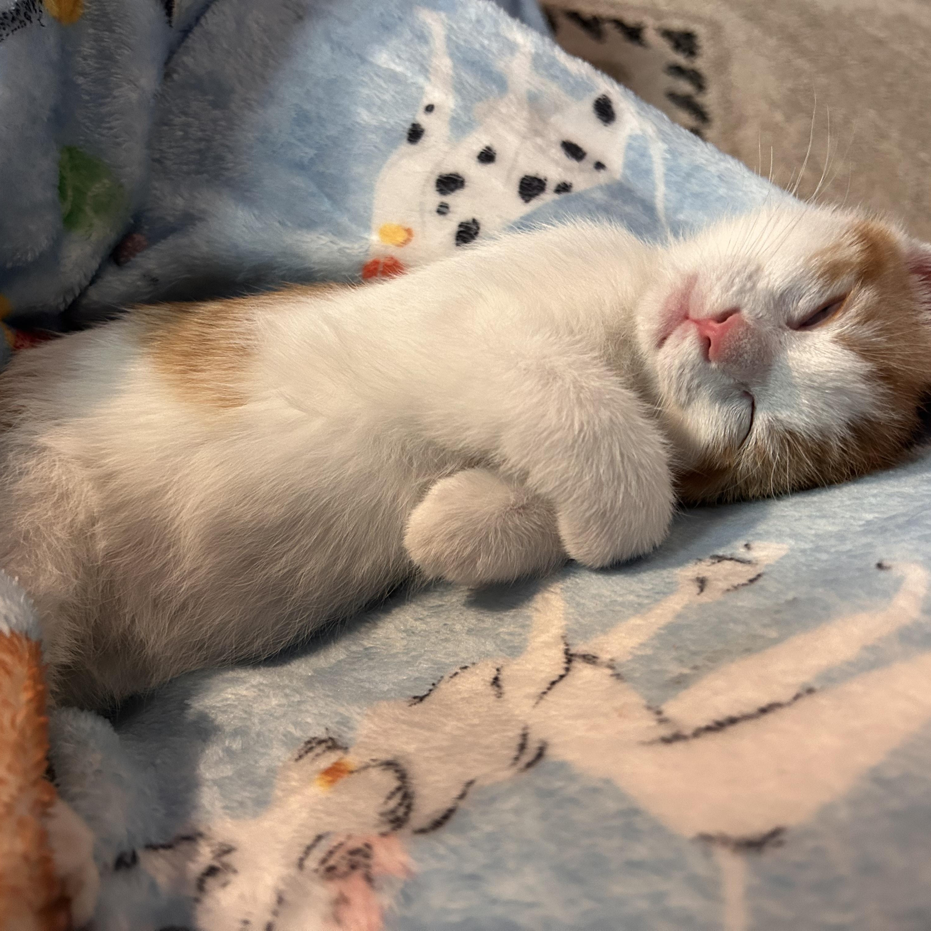 IVAN, a Adoptable mixed breed in Wilmington, OH image 3/4