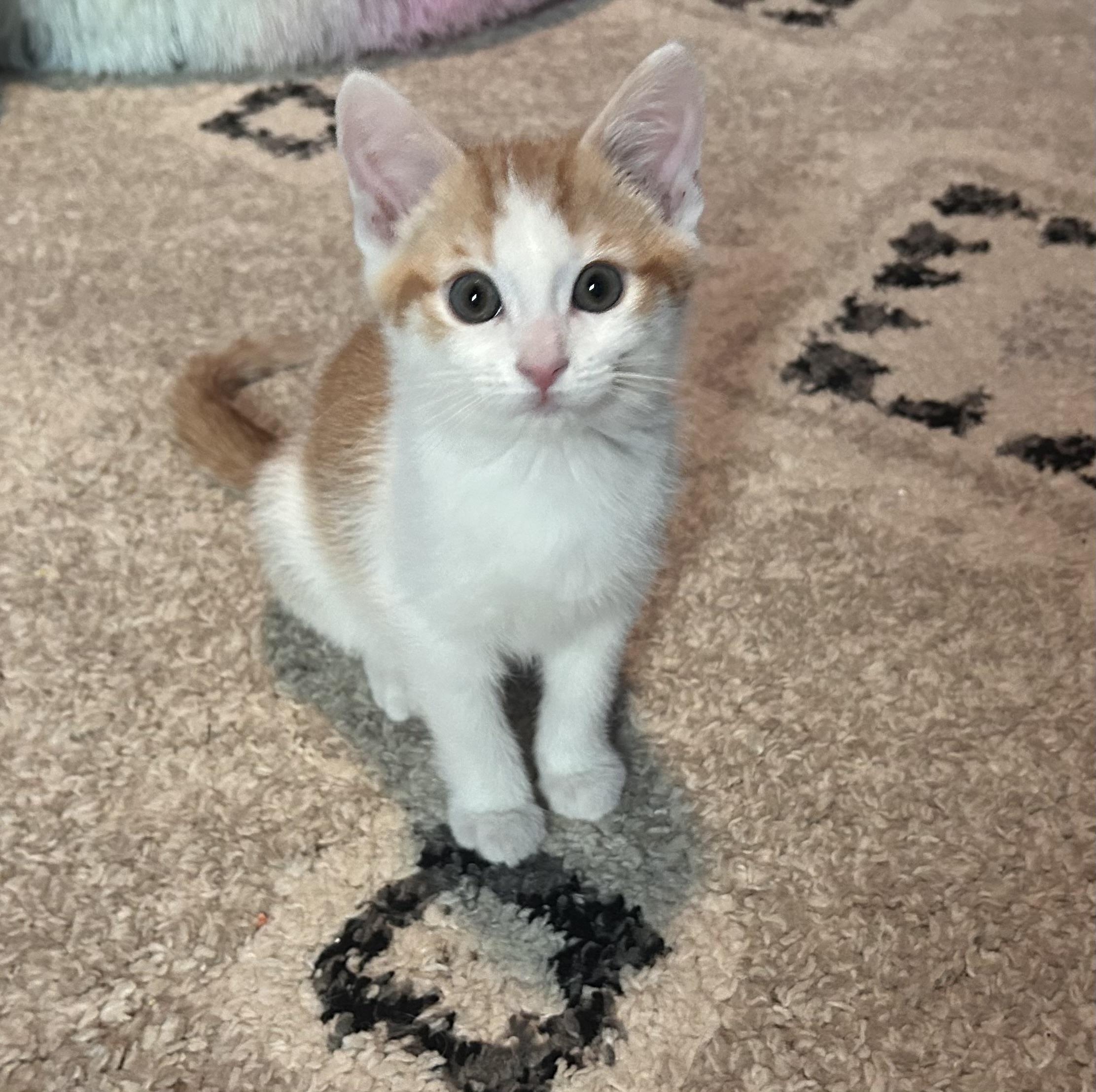 IVAN, a Adoptable mixed breed in Wilmington, OH image 2/4