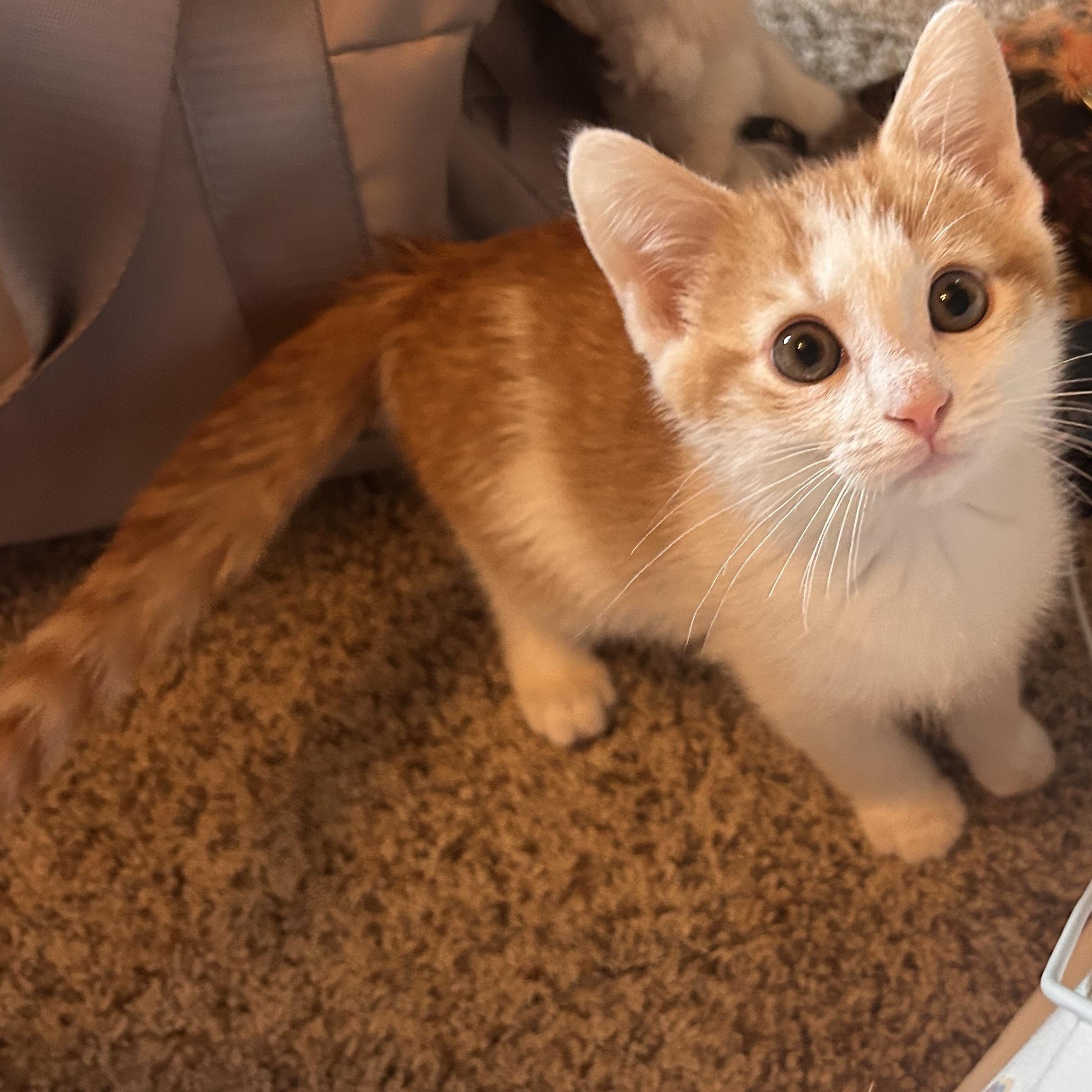 IVAN, a Adoptable mixed breed in Wilmington, OH image 4/4