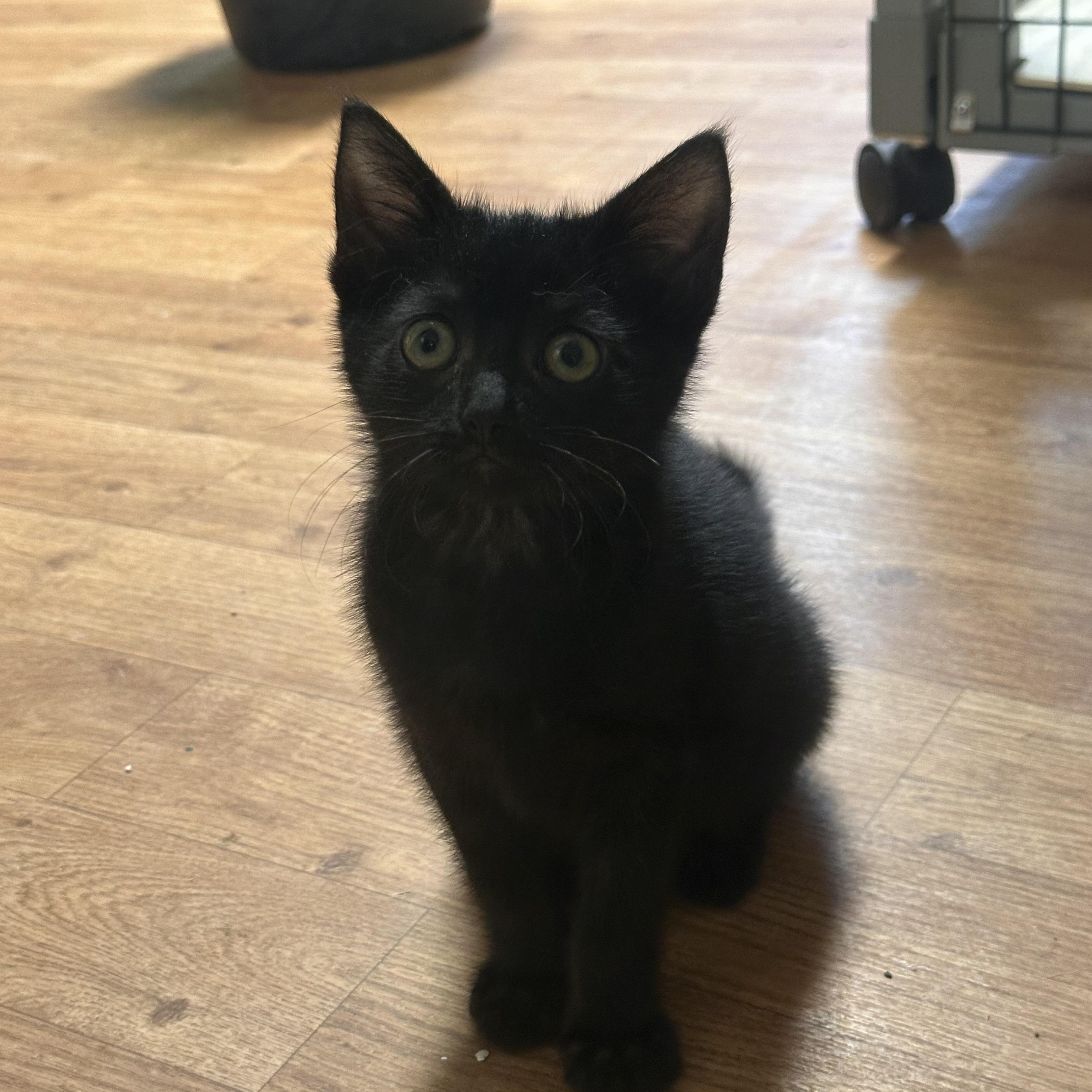 Enlarge Clawdette, a Adoptable Domestic Short Hair in Littleton, NH image 1/3