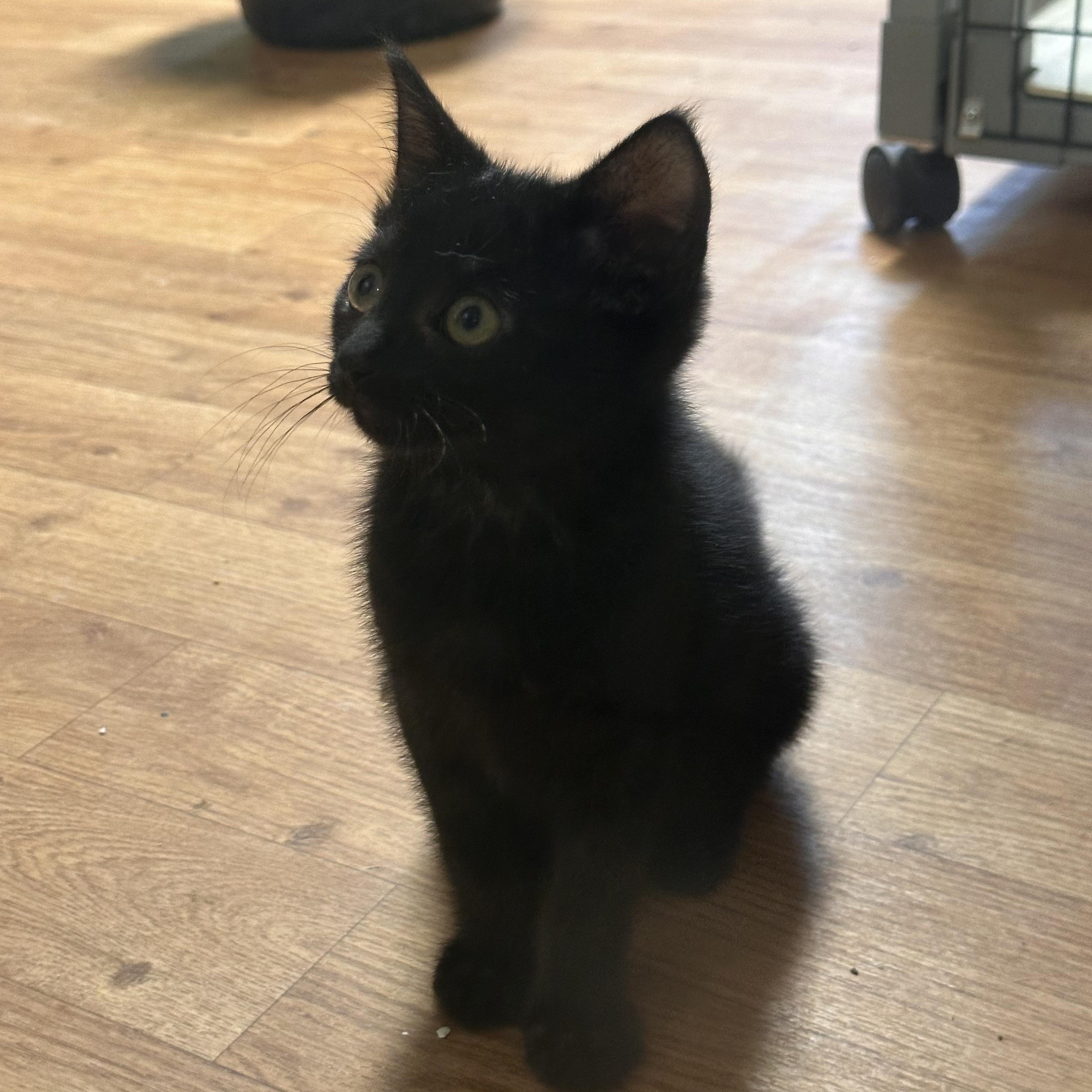 Enlarge Clawdette, a Adoptable Domestic Short Hair in Littleton, NH image 2/3