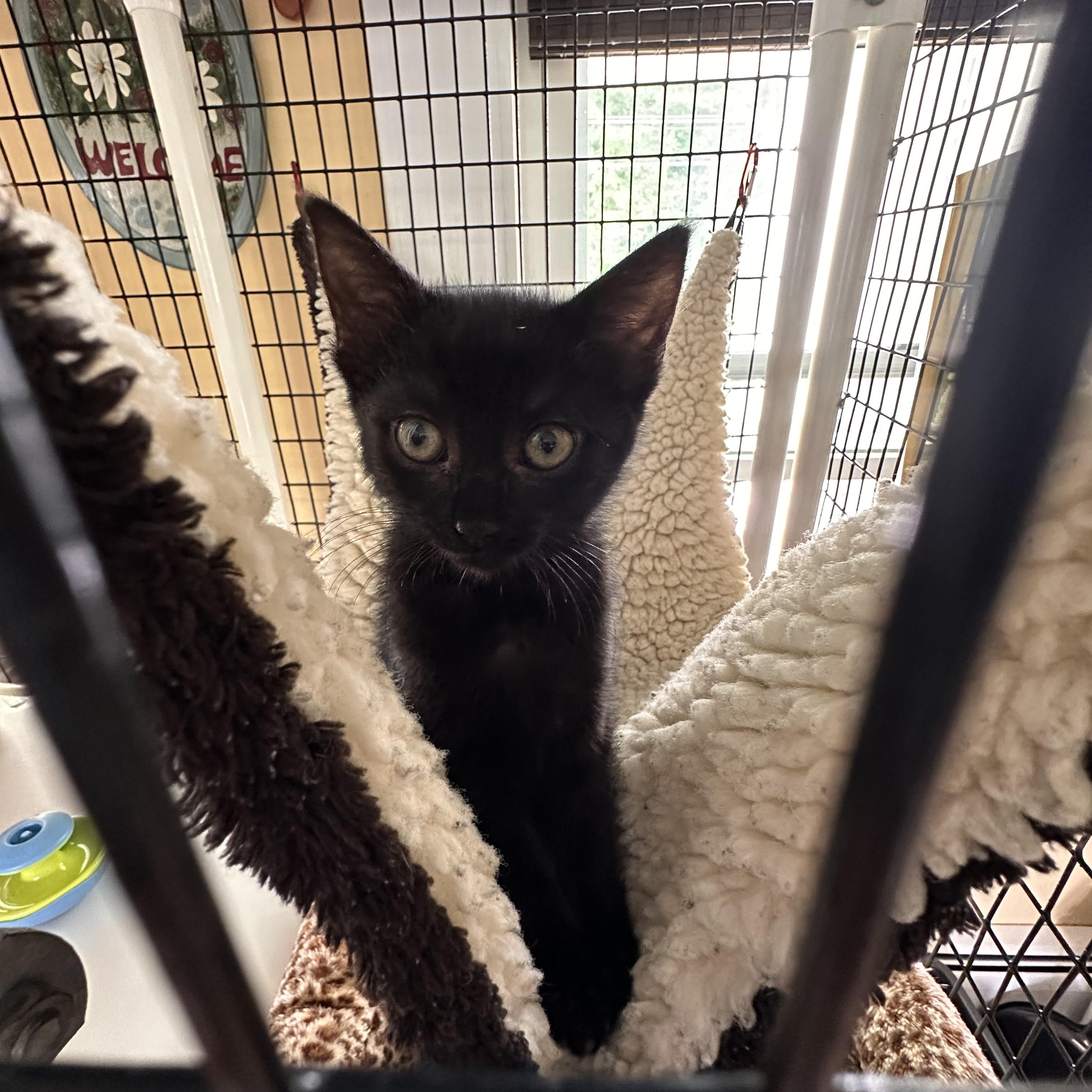 Enlarge Clawdette, a Adoptable Domestic Short Hair in Littleton, NH image 3/3