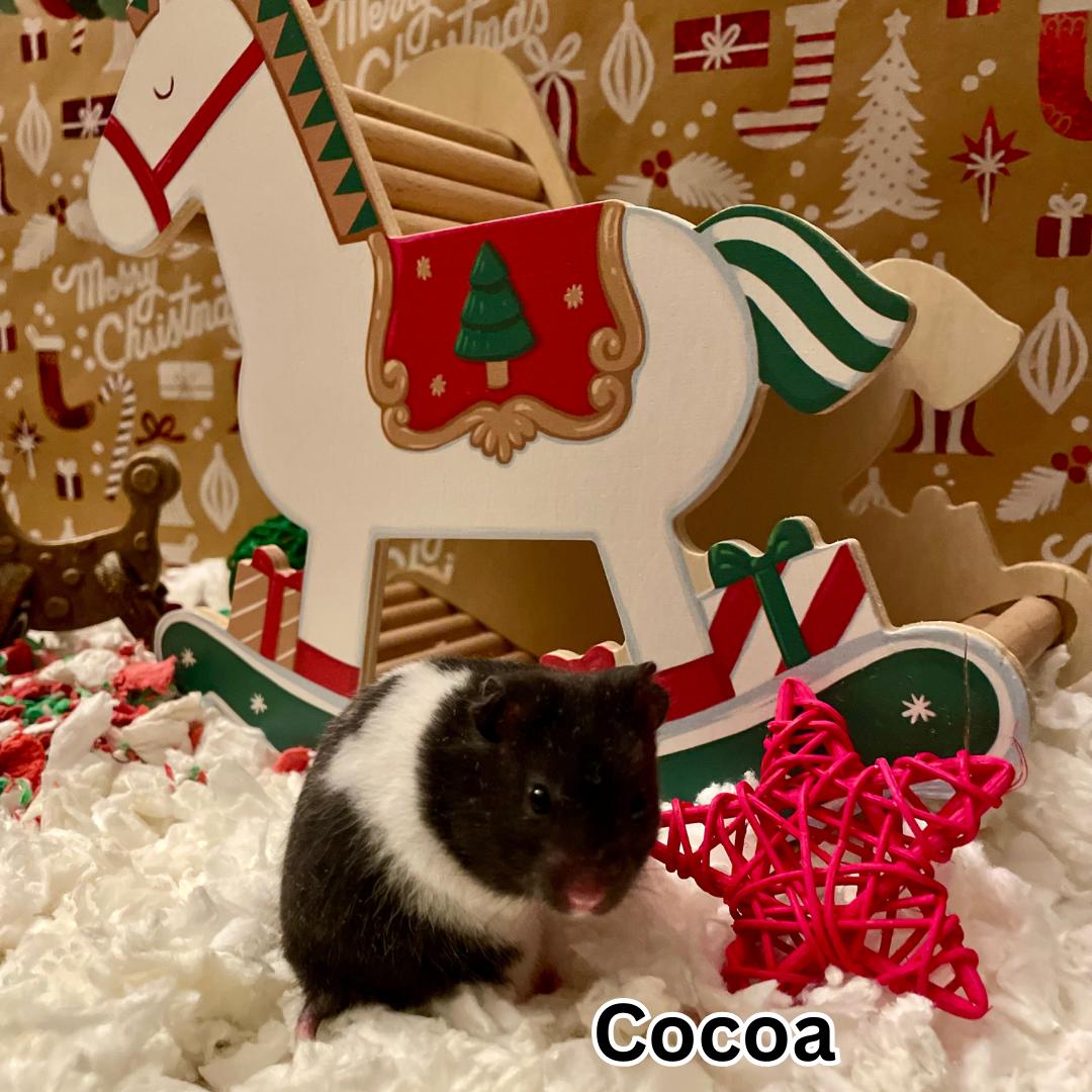 Cocoa, adopted, Baby Female Hamster.
