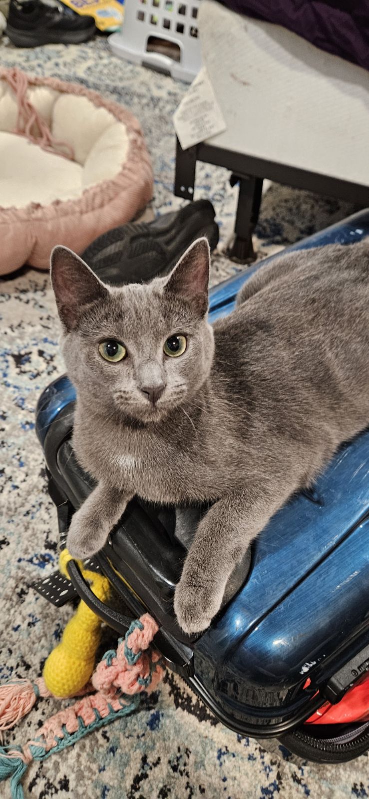 Cat for adoption Frankie, a Domestic Short Hair in Syracuse, NY