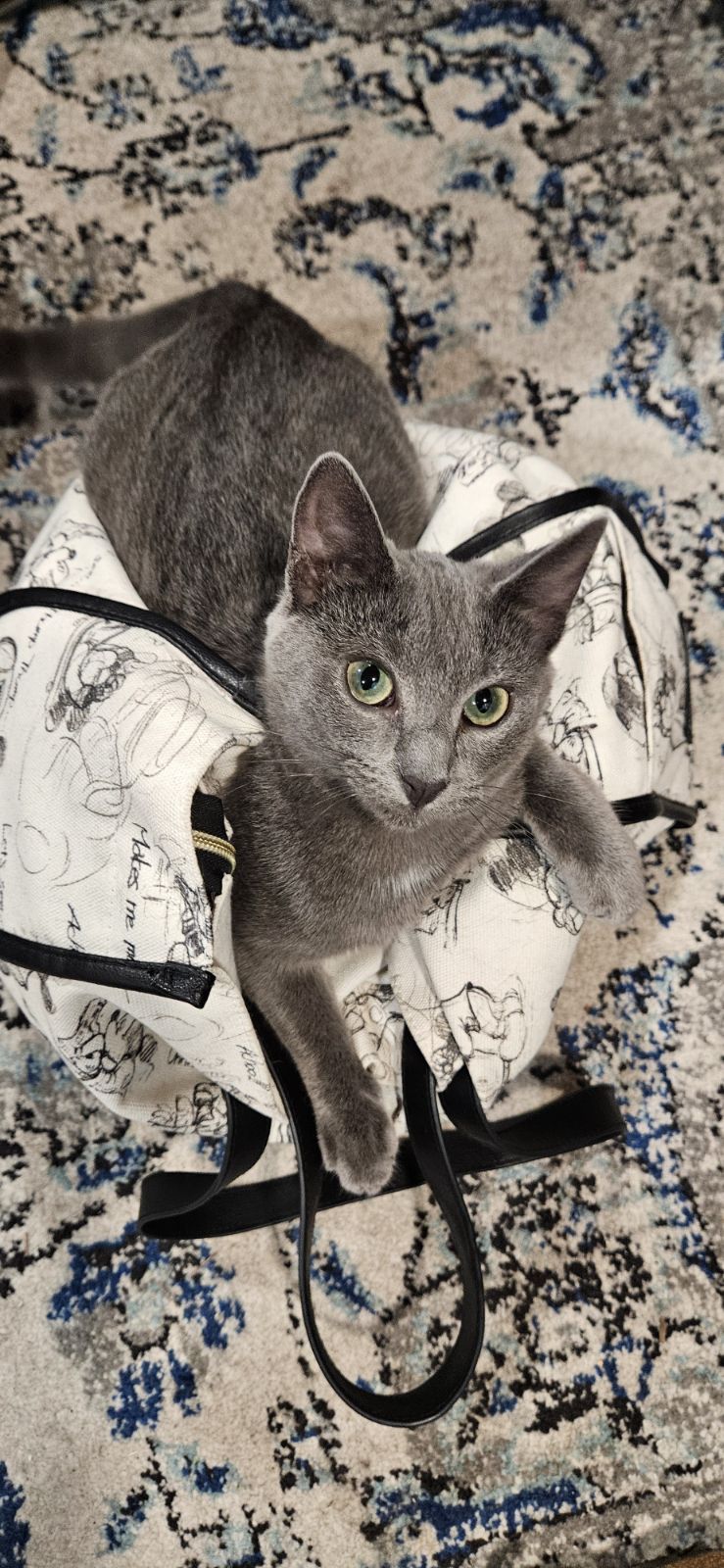 Cat for adoption Frankie, a Domestic Short Hair in Syracuse, NY