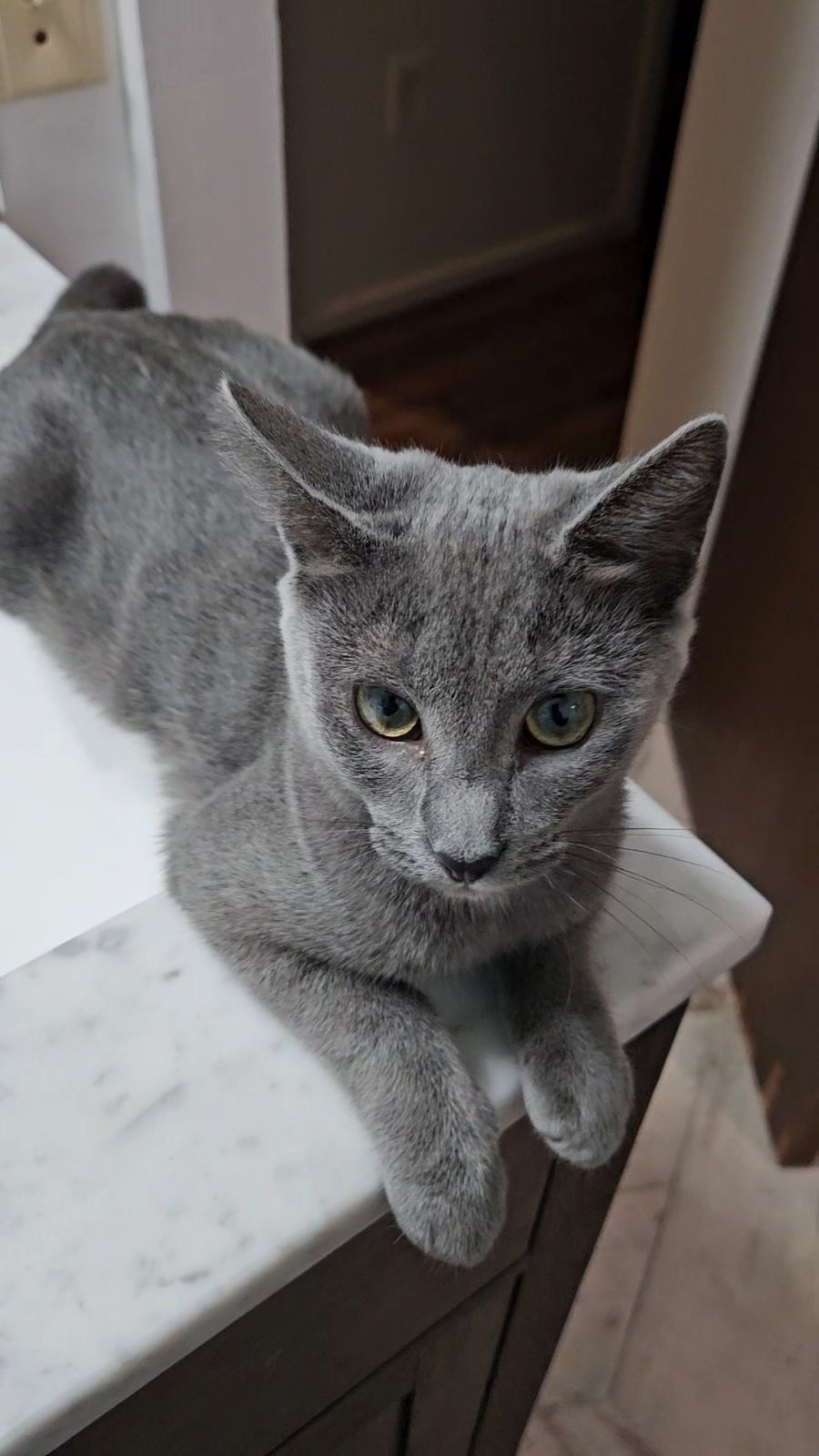 Cat for adoption Frankie, a Domestic Short Hair in Syracuse, NY