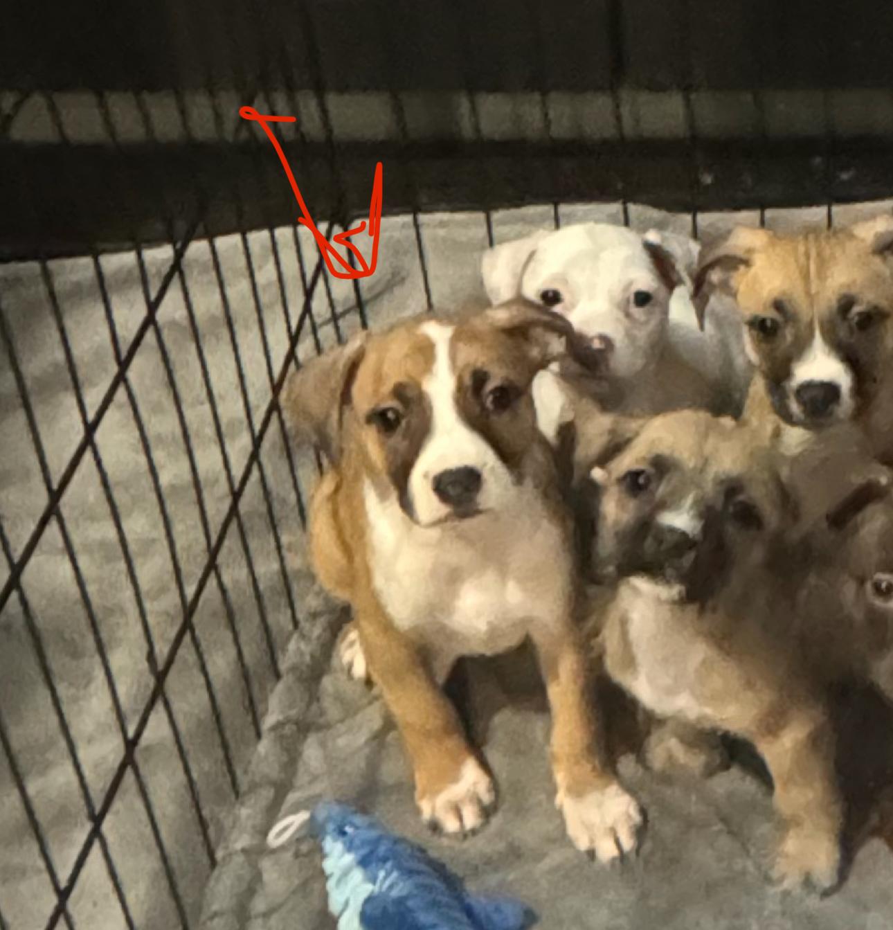 Tuxy, a Adoptable mixed breed in Los Angeles, CA image 3/4