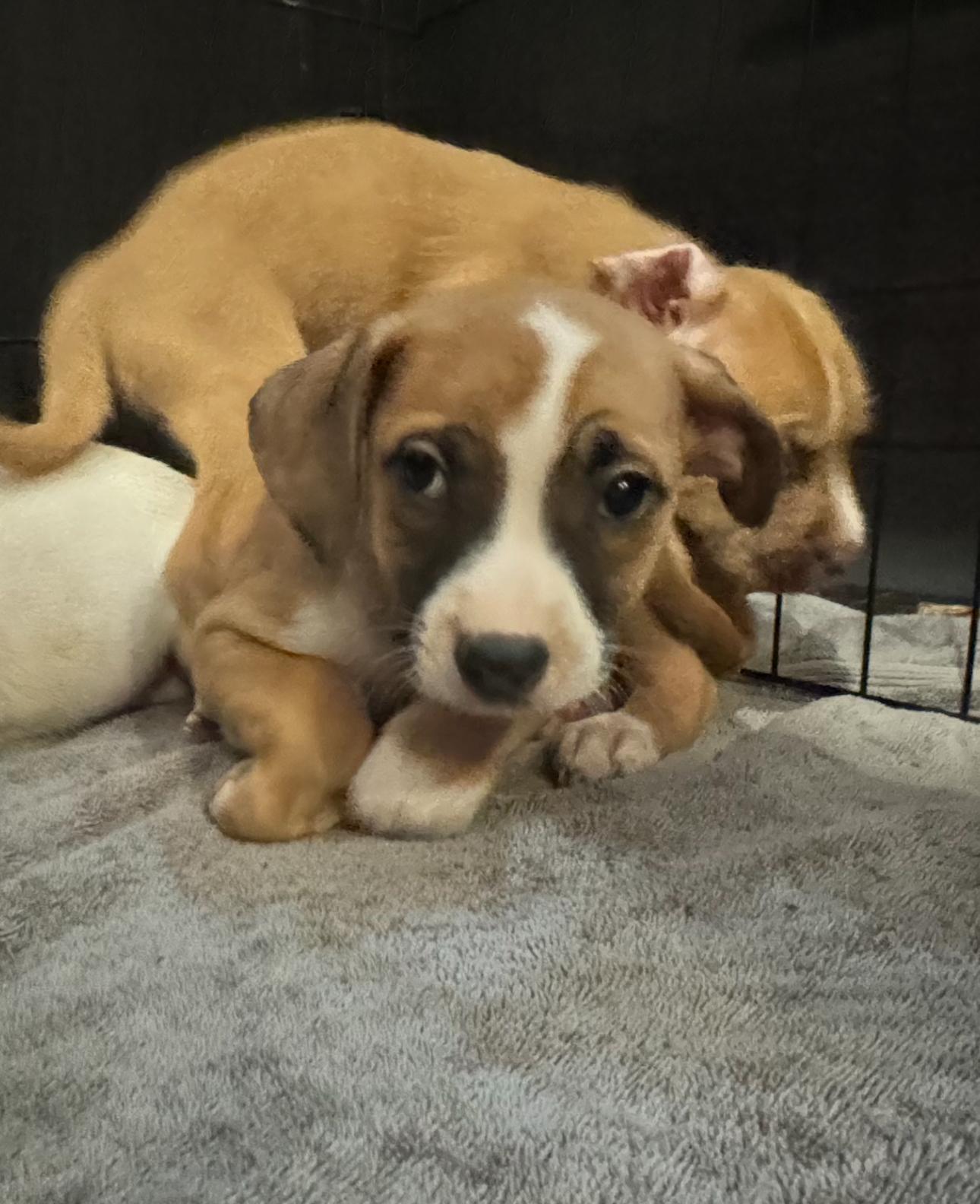 Tuxy, Adoptable, Puppy Male Chihuahua.