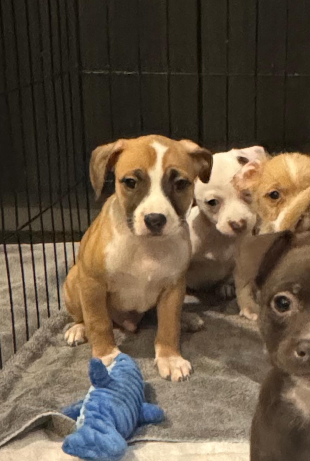 Tuxy, Adoptable, Puppy Male Chihuahua.