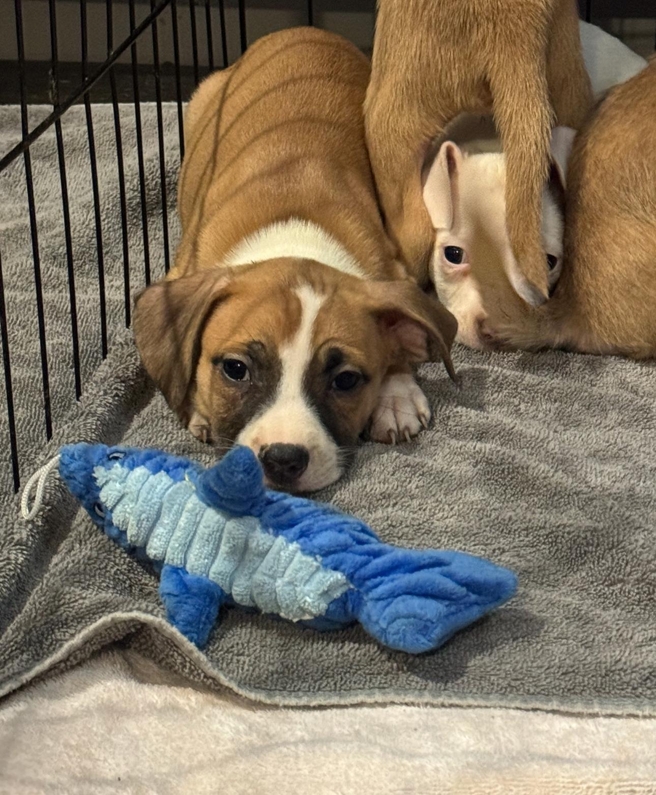 Tuxy, a Adoptable mixed breed in Los Angeles, CA image 4/4