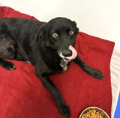 Enlarge Madam Sadie, an adopted mixed breed in Palatine, IL image 3/6