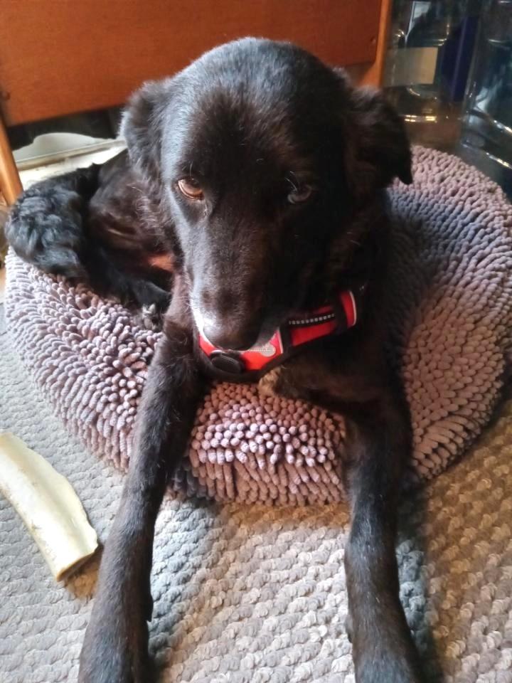 Enlarge Madam Sadie, an adopted mixed breed in Palatine, IL image 5/6