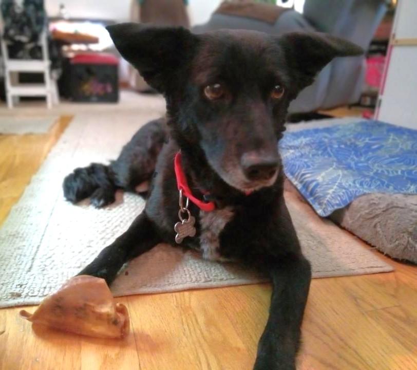 Madam Sadie, adopted, Senior Female Retriever & Mixed Breed.