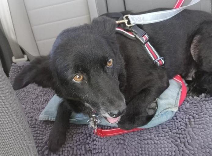 Enlarge Madam Sadie, an adopted mixed breed in Palatine, IL image 2/6