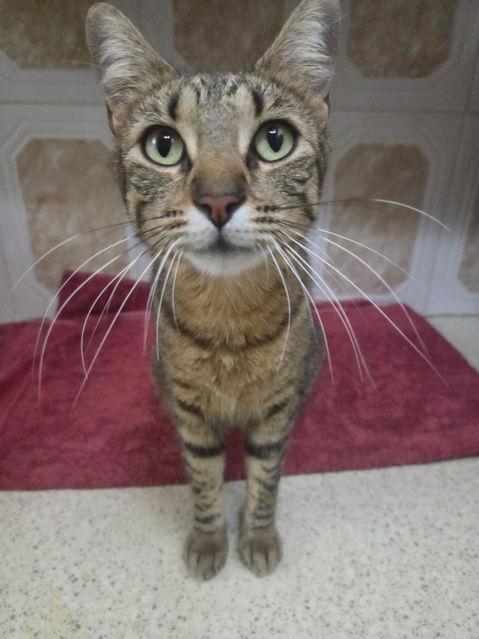 Enlarge Tabster, an adopted Domestic Short Hair in Wellesley, MA image 2/5