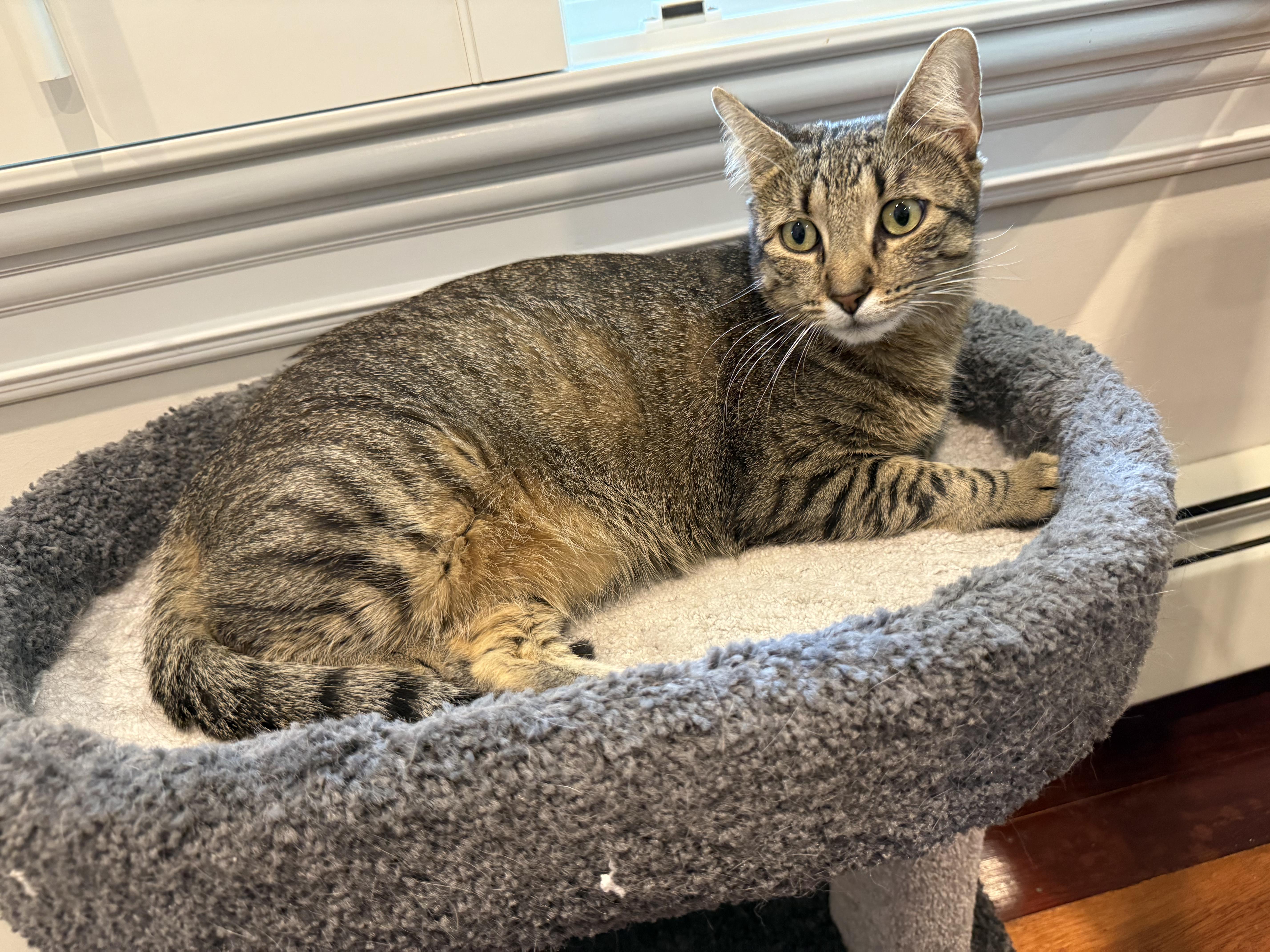 Enlarge Tabster, an adopted Domestic Short Hair in Wellesley, MA image 4/5