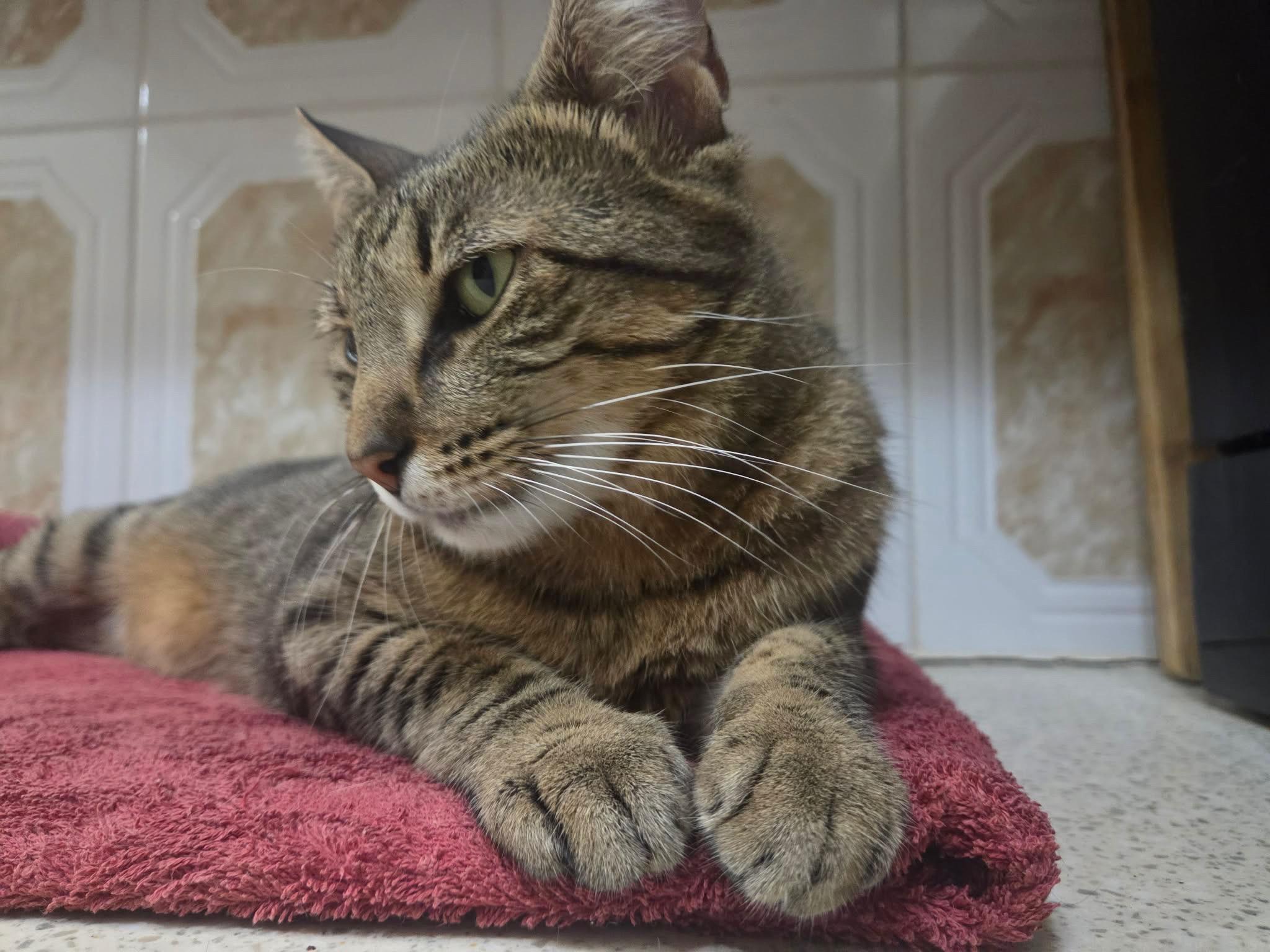 Enlarge Tabster, an adopted Domestic Short Hair in Wellesley, MA image 3/5