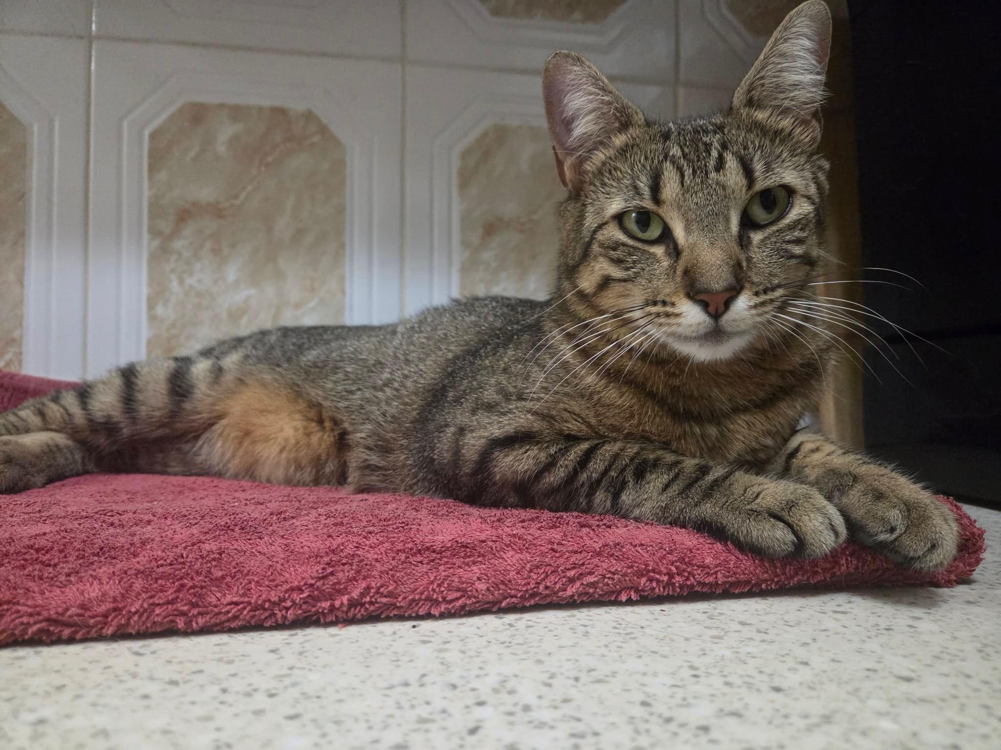 Enlarge Tabster, an adopted Domestic Short Hair in Wellesley, MA image 5/5