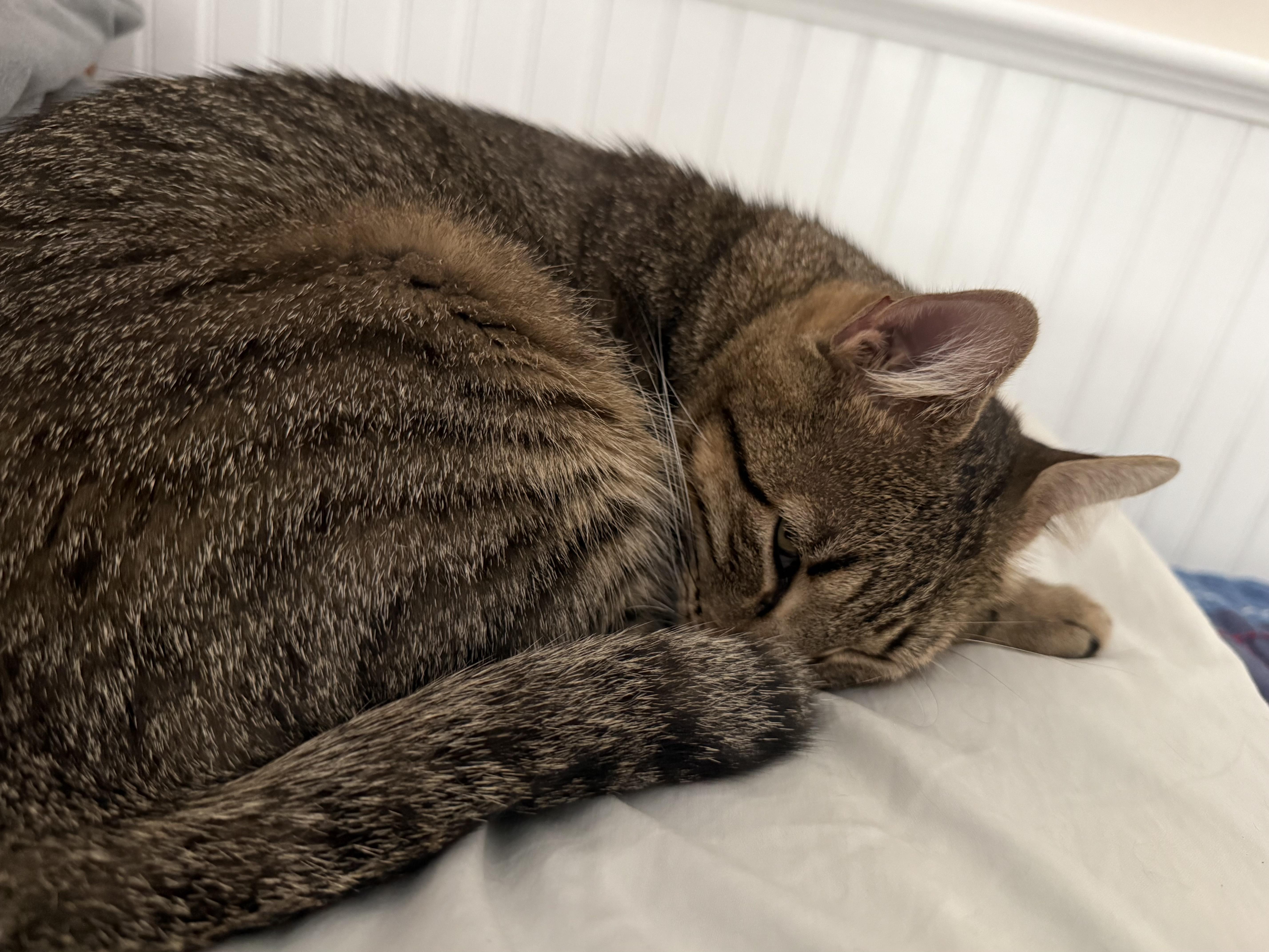 Enlarge Tabster, an adopted Domestic Short Hair in Wellesley, MA image 1/5