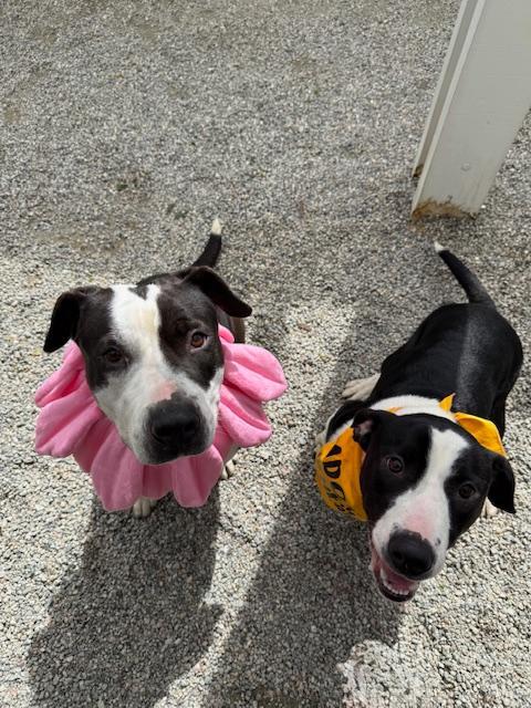 Queenie, Young Female Pit Bull Terrier