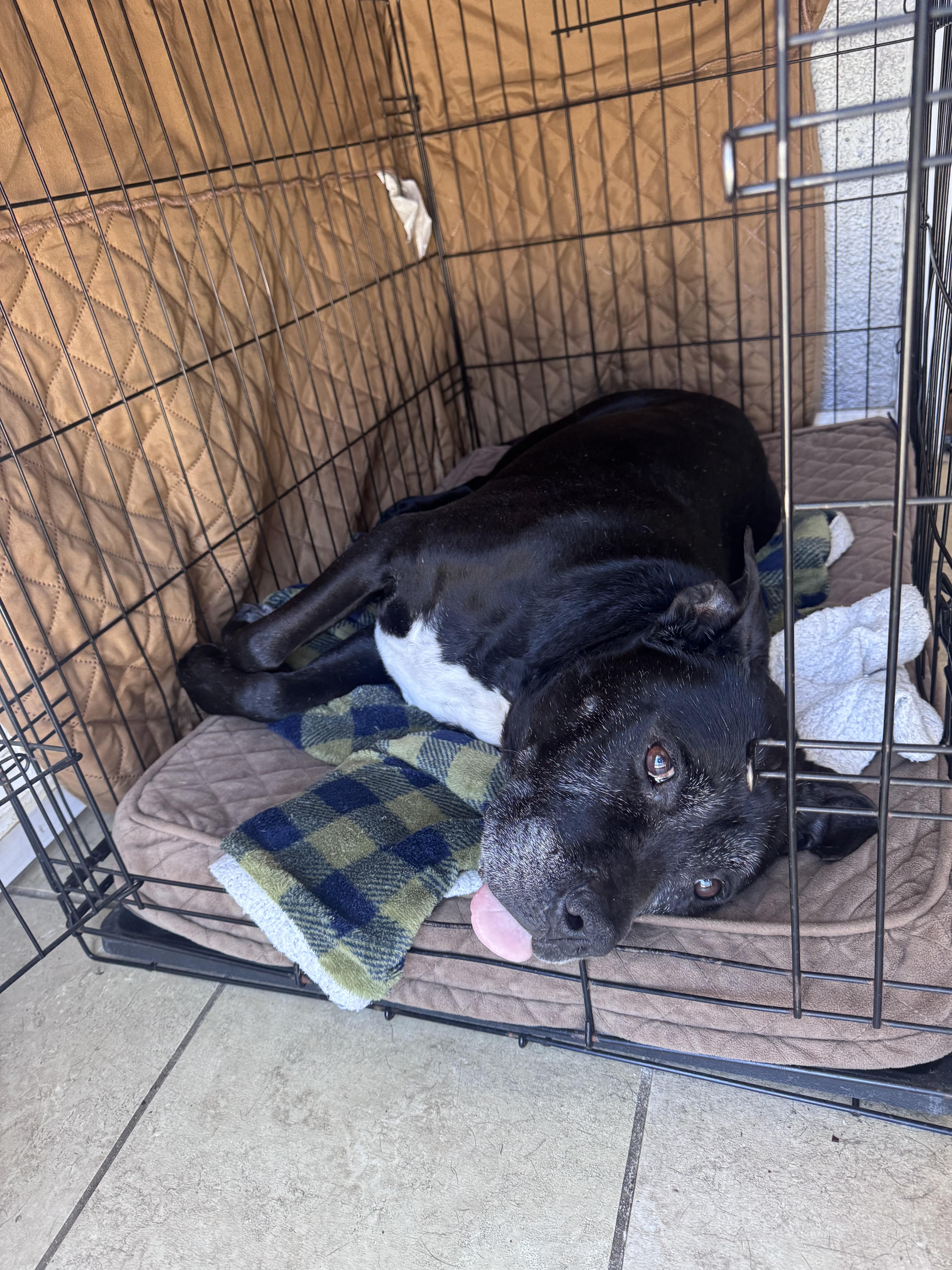 Buddy Boy (VIP Adoption), a Adoptable Pit Bull Terrier in Tracy, CA image 1/6