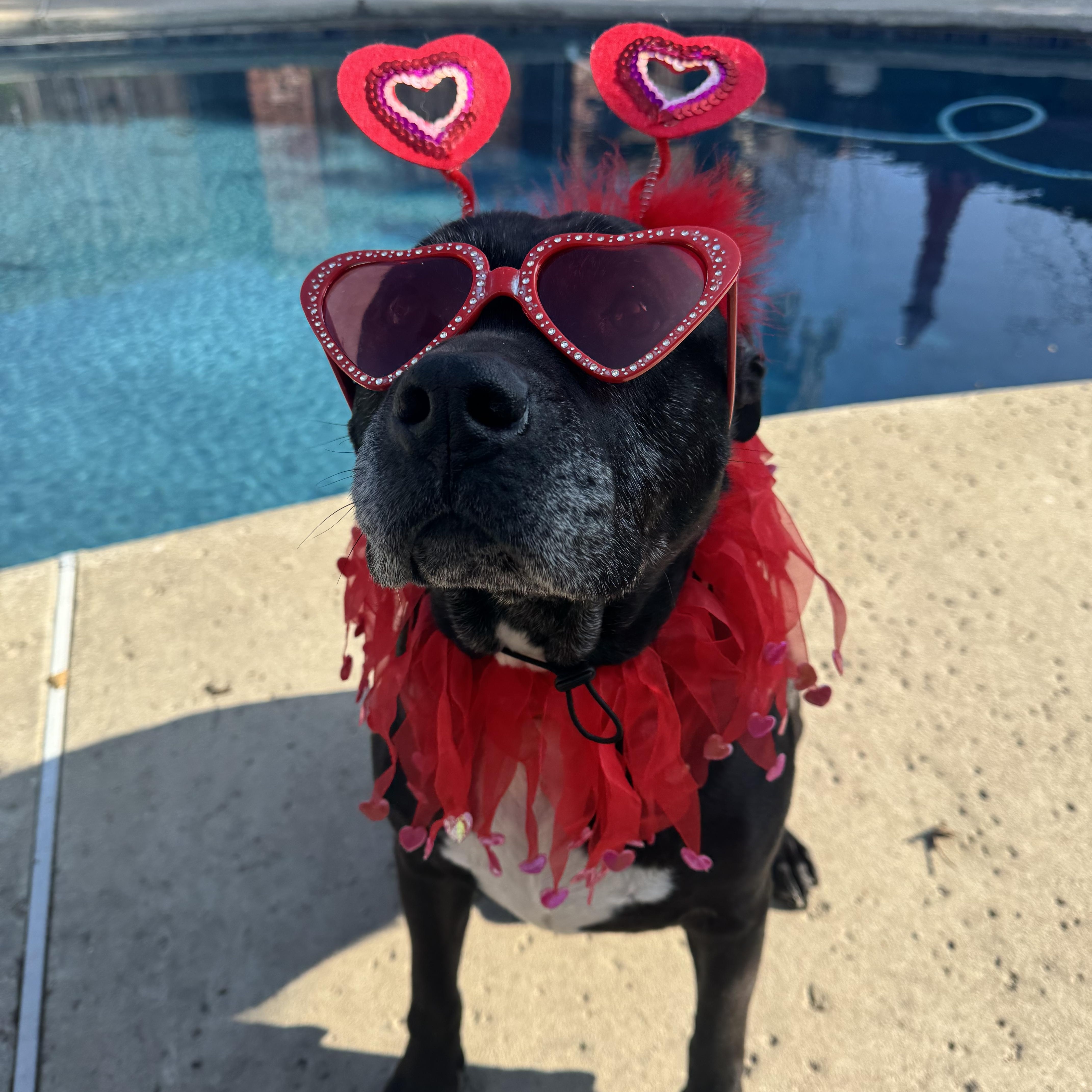 Buddy Boy, Adoptable, Senior Male Pit Bull Terrier.