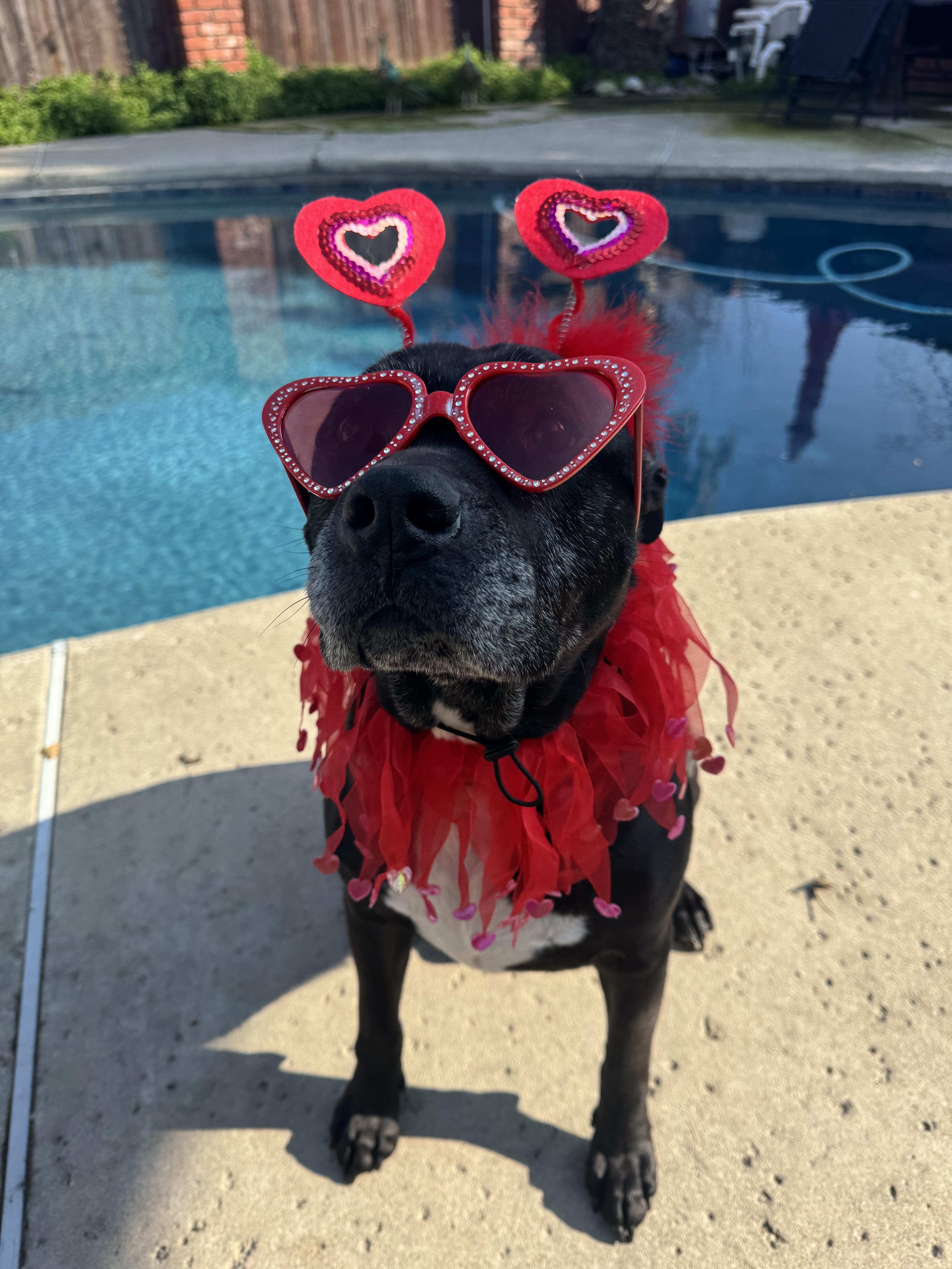 Enlarge Buddy Boy, a Adoptable Pit Bull Terrier in Tracy, CA image 1/6