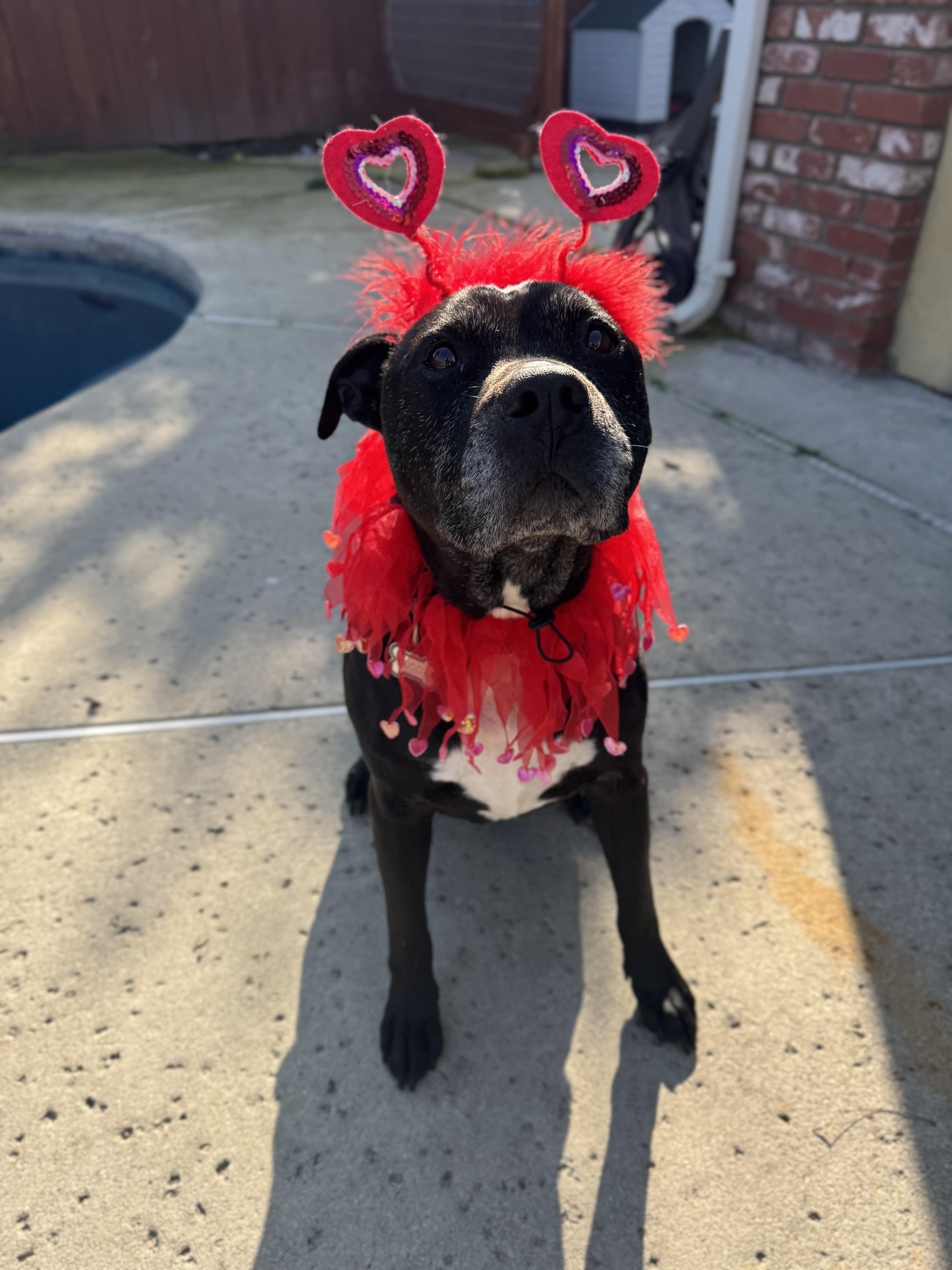 Enlarge Buddy Boy, a Adoptable Pit Bull Terrier in Tracy, CA image 2/6