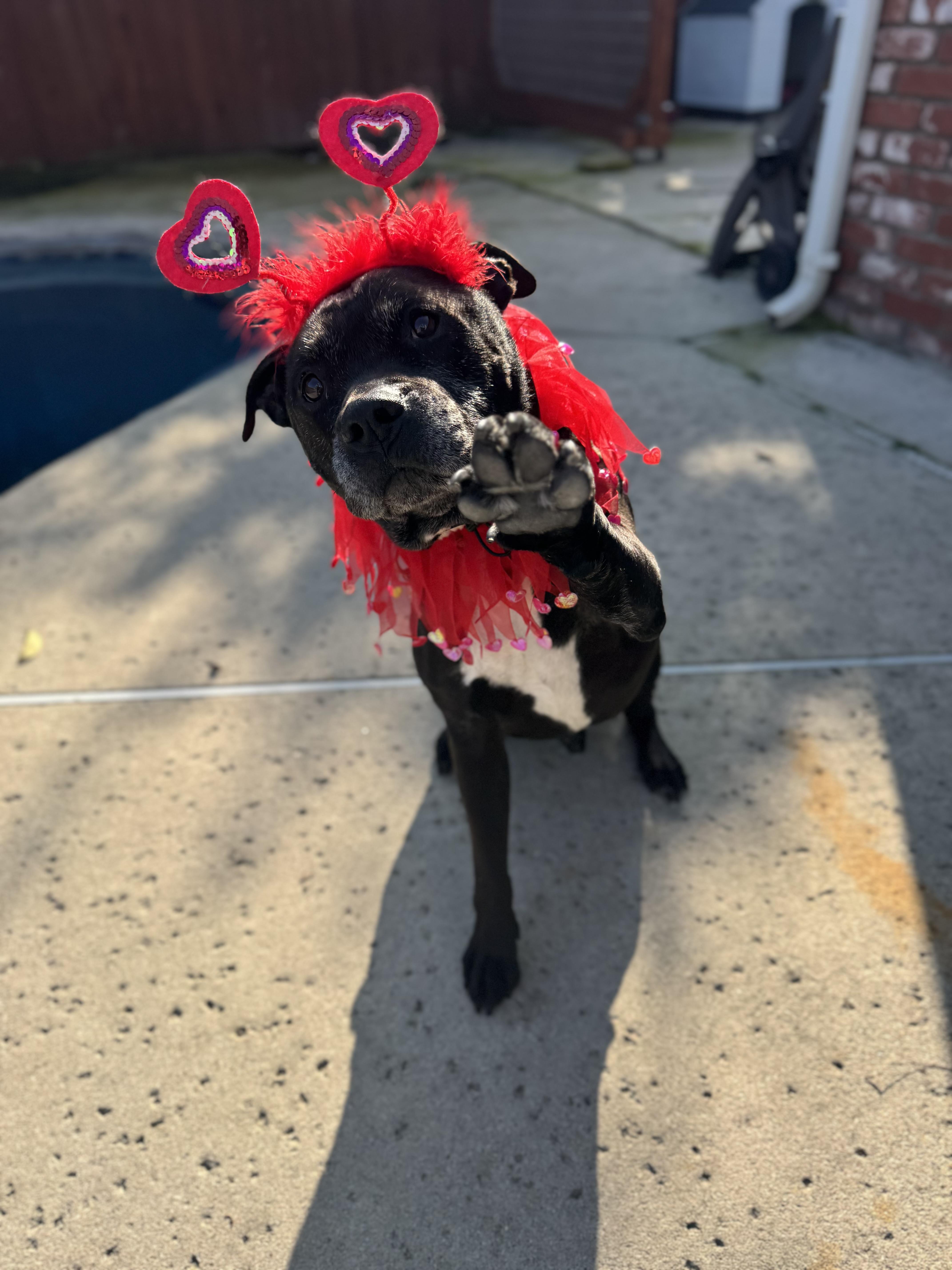 Enlarge Buddy Boy, a Adoptable Pit Bull Terrier in Tracy, CA image 5/6