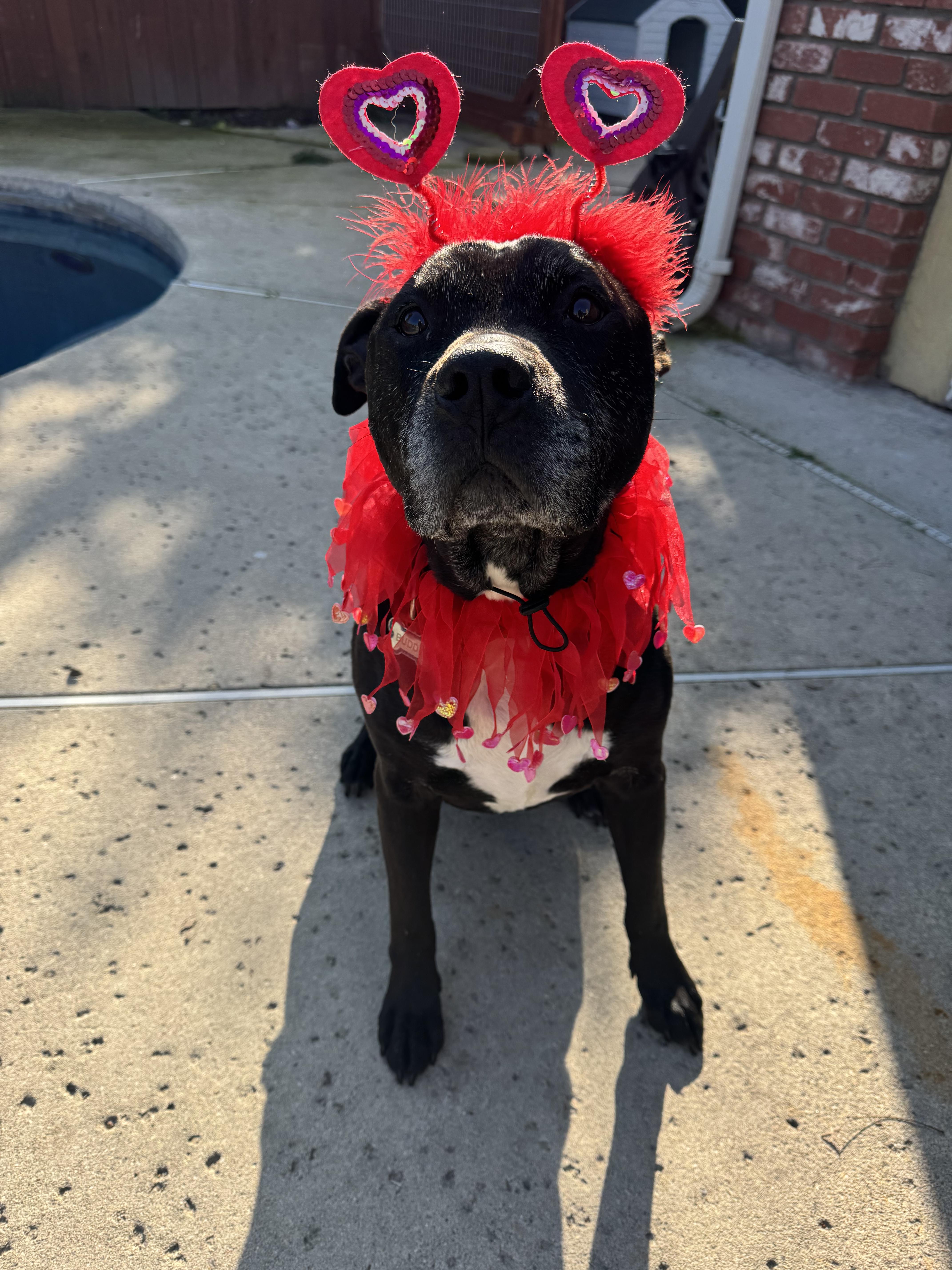 Enlarge Buddy Boy, a Adoptable Pit Bull Terrier in Tracy, CA image 6/6