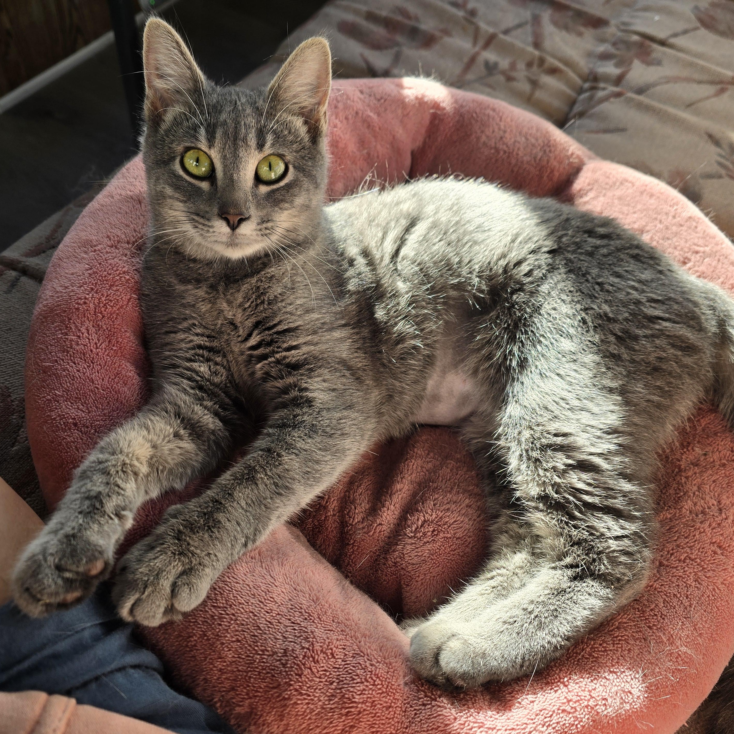 Calypso, Adoptable, Young Female Tabby.