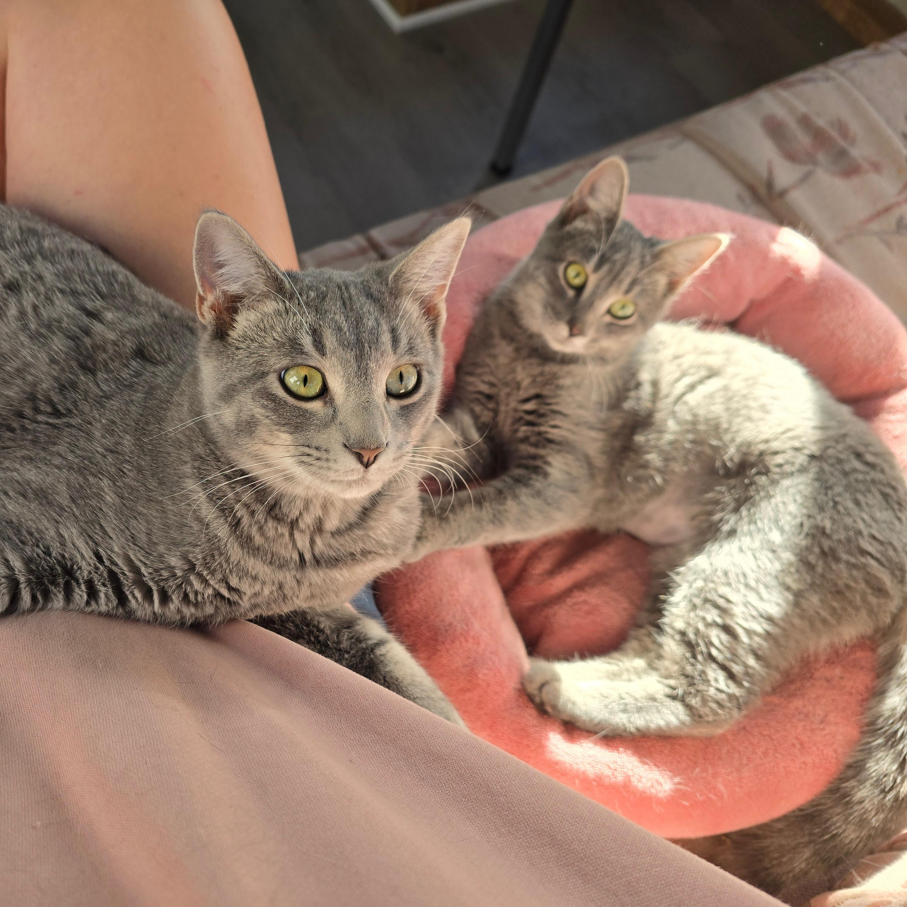 Enlarge Calypso, a Adoptable Tabby in Beaufort, MO image 4/5