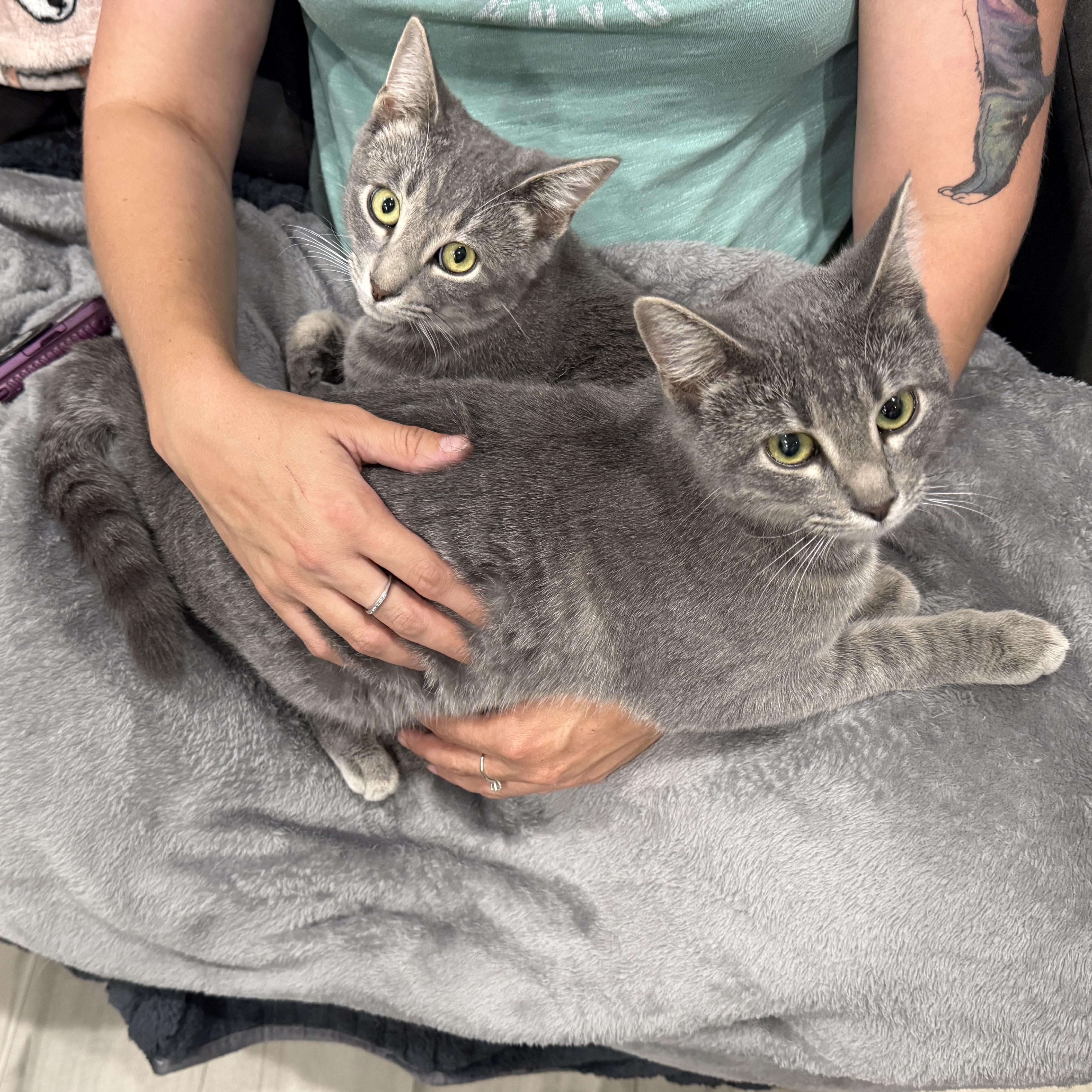 Enlarge Calypso, a Adoptable Tabby in Beaufort, MO image 2/5