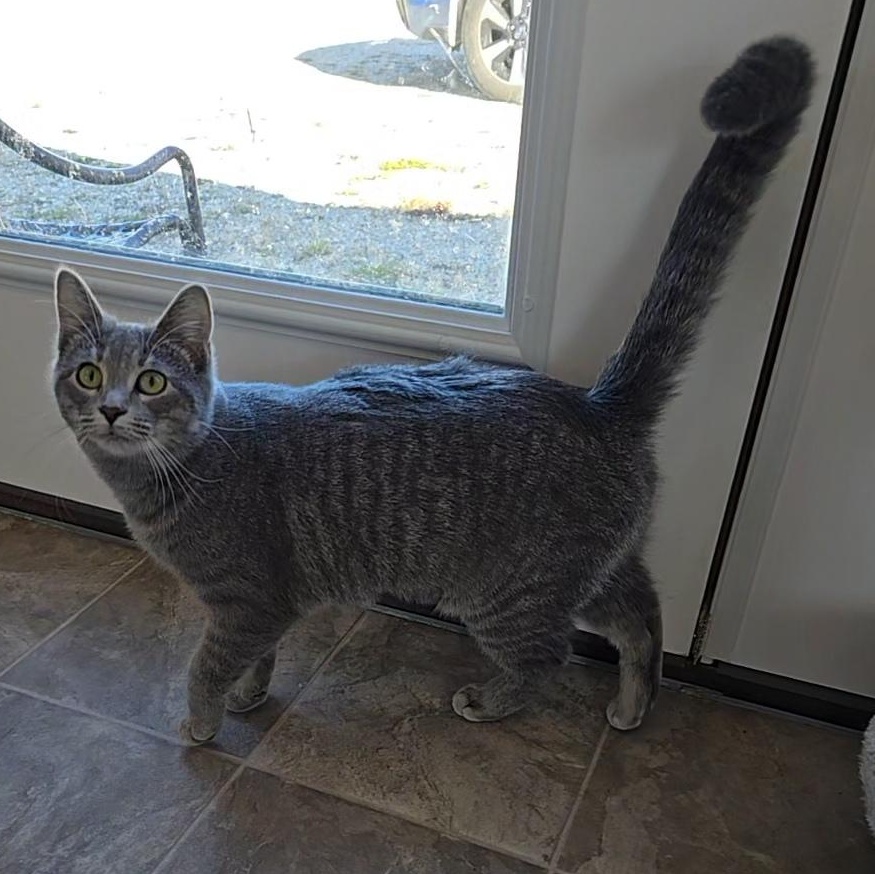 Enlarge Calypso, a Adoptable Tabby in Beaufort, MO image 3/5